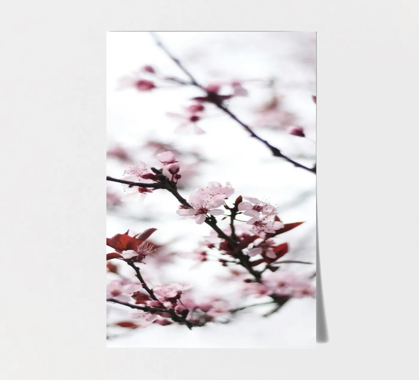 cherry blossoms spring sticker sheet by Earthly Visions