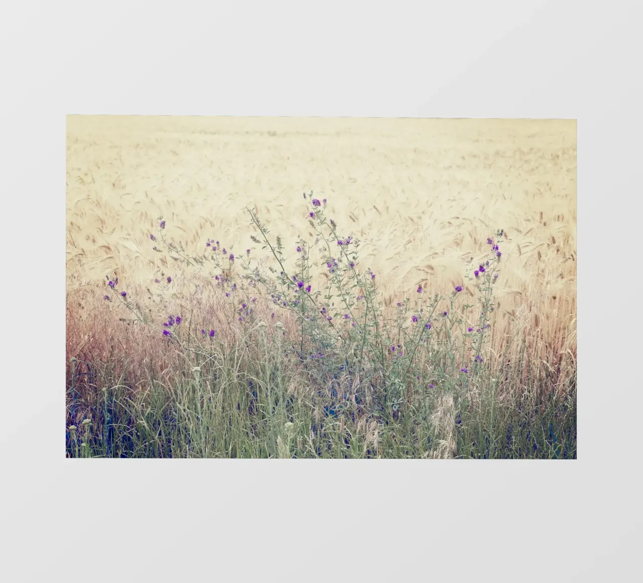Fiori viola in un campo di primavera telo in pvc da KISSA STUDIO