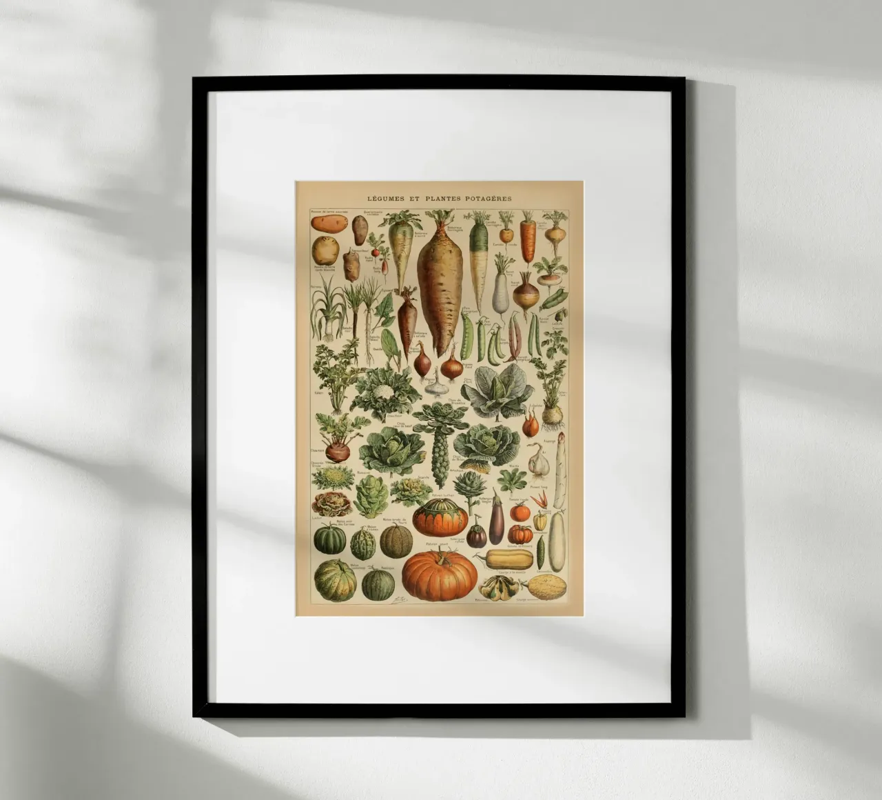 ortaggi a radice carote ravanelli poster da Graham Robertson