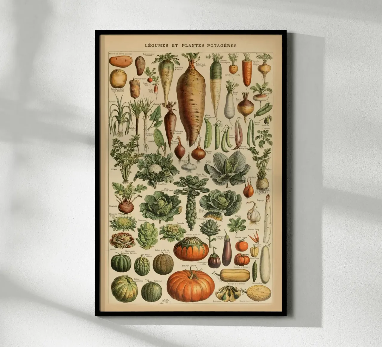 ortaggi a radice carote ravanelli poster da Graham Robertson