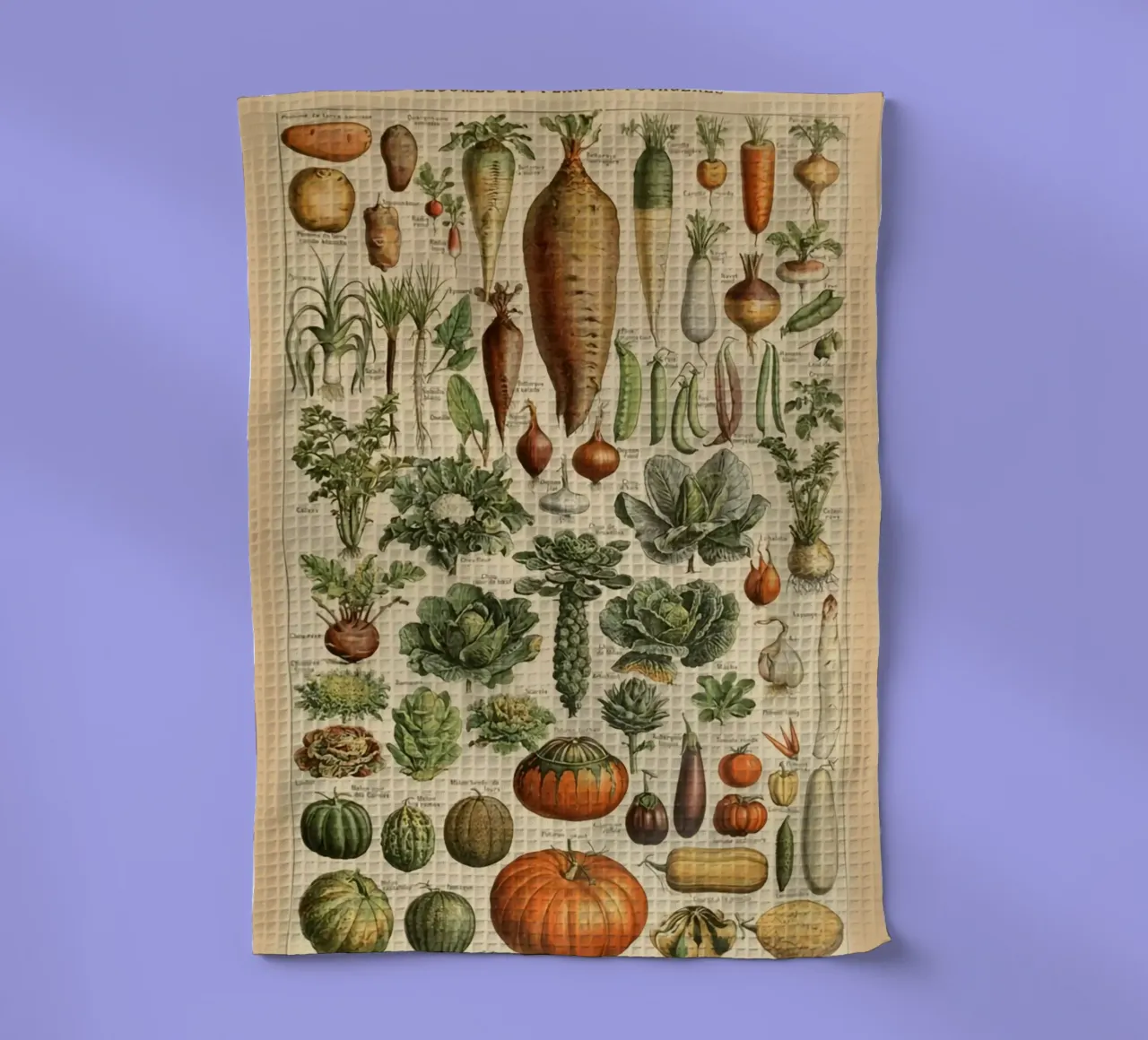 ortaggi a radice carote ravanelli canovaccio da cucina da Graham Robertson