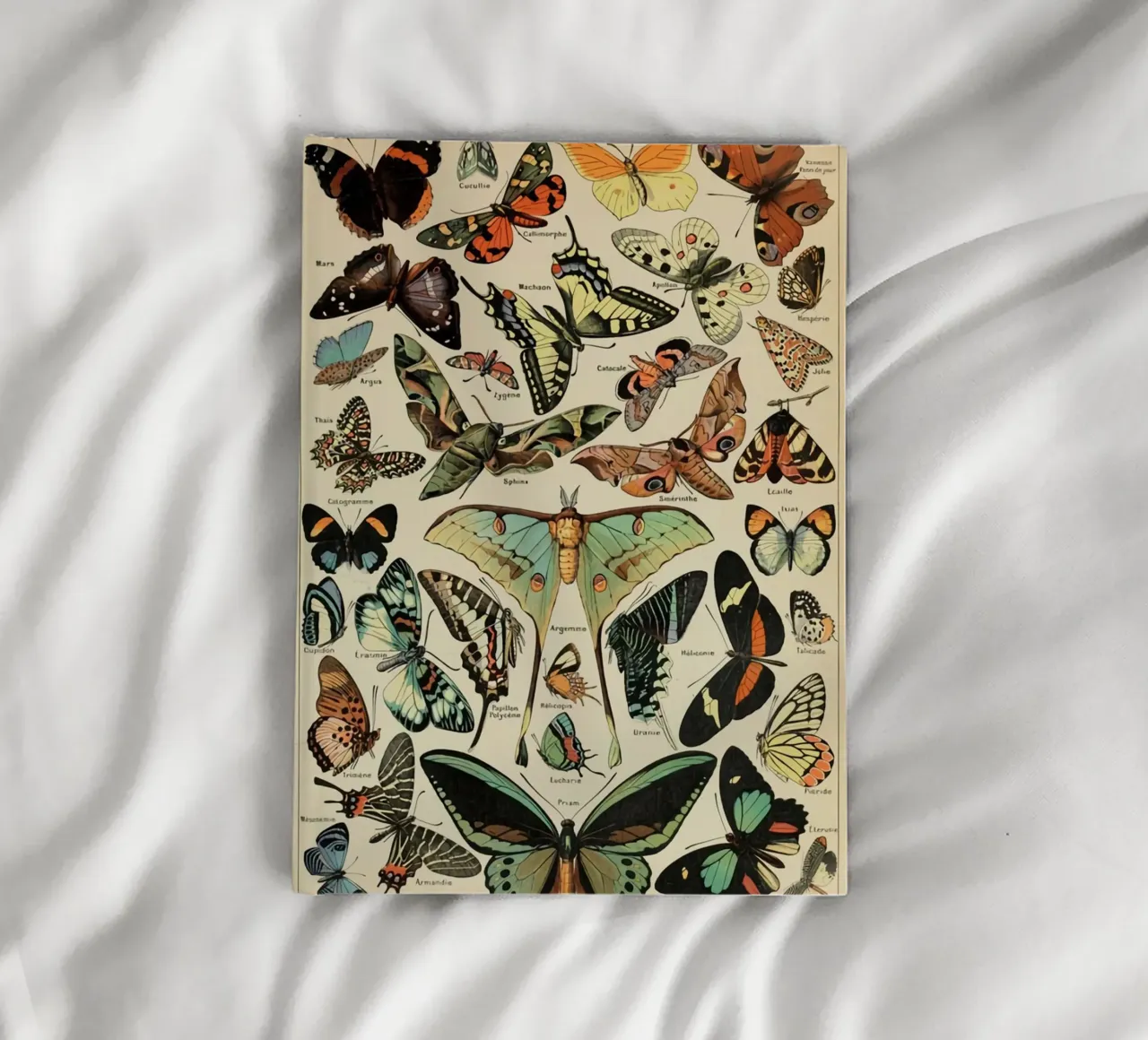 butterflies insects moths colorful notebook by Graham Robertson