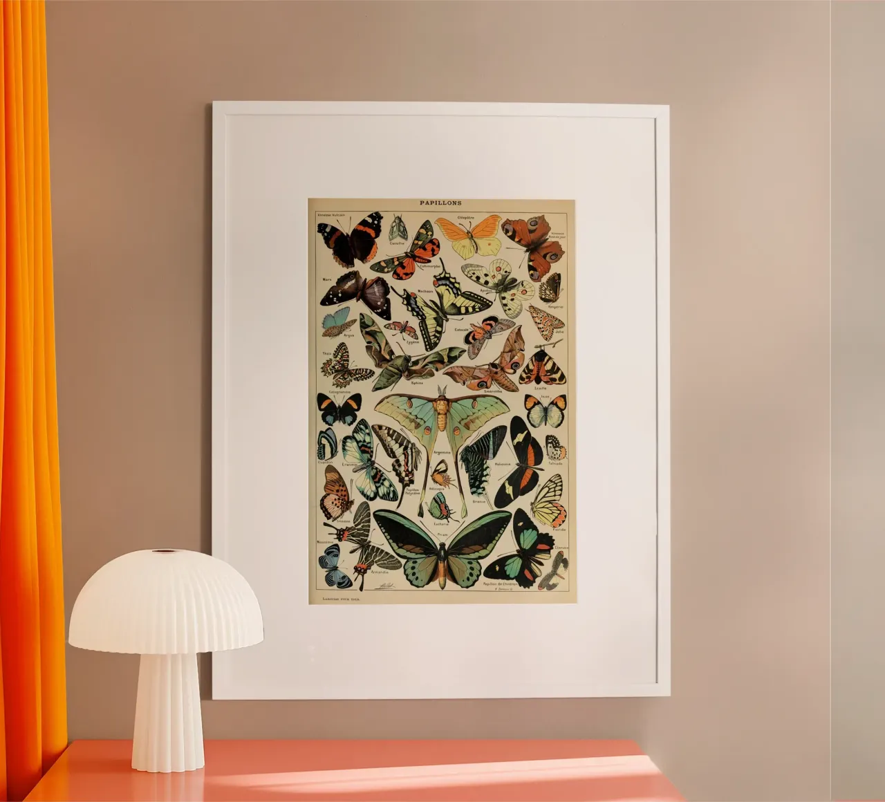 vlinders insecten motten kleurrijk poster van Graham Robertson
