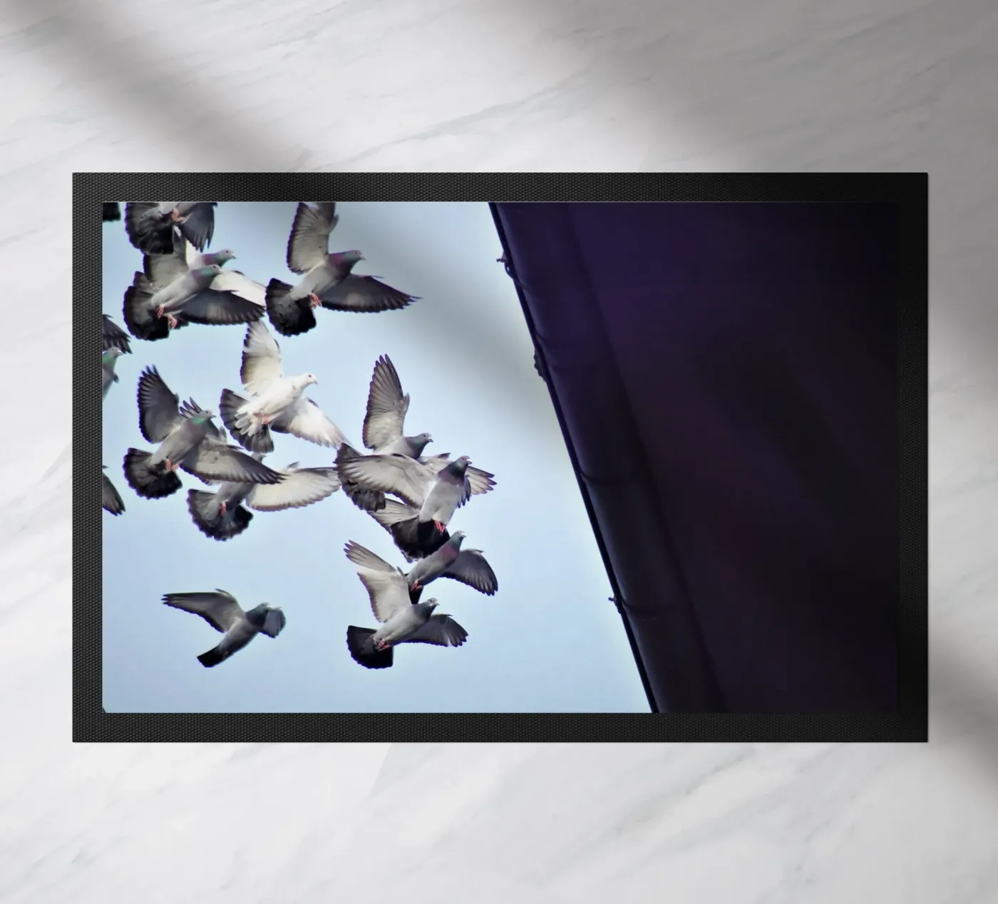 Urban Flight zerbino da zenitt