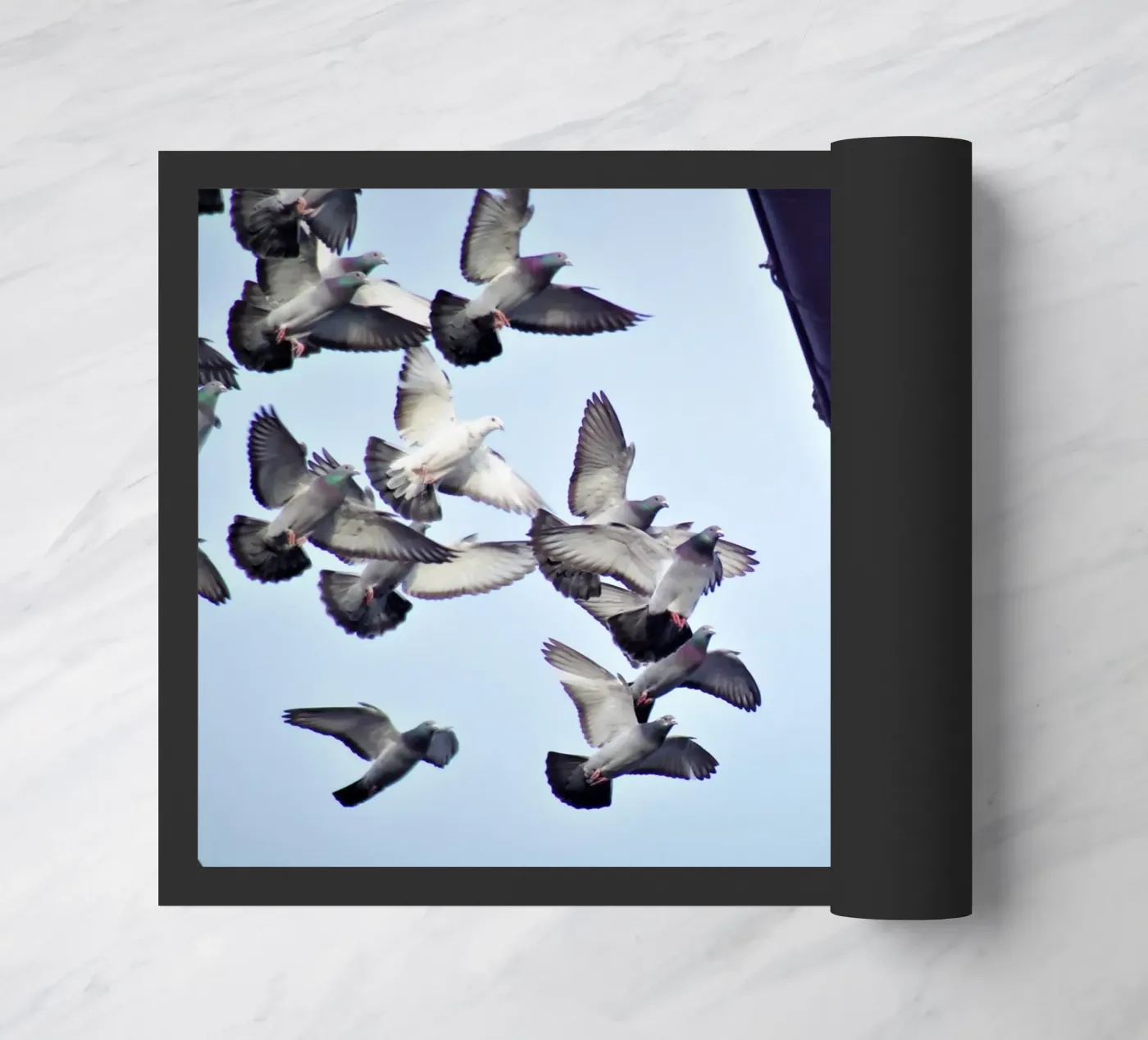 Urban Flight zerbino da zenitt