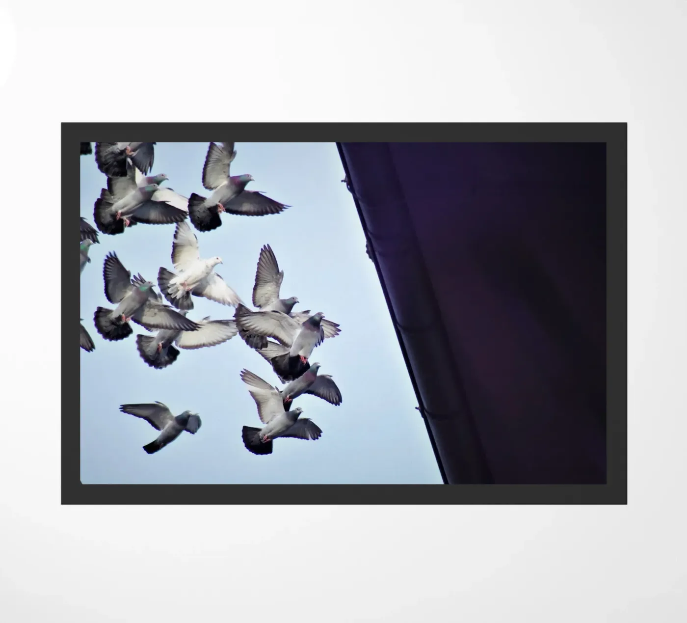 Urban Flight zerbino da zenitt