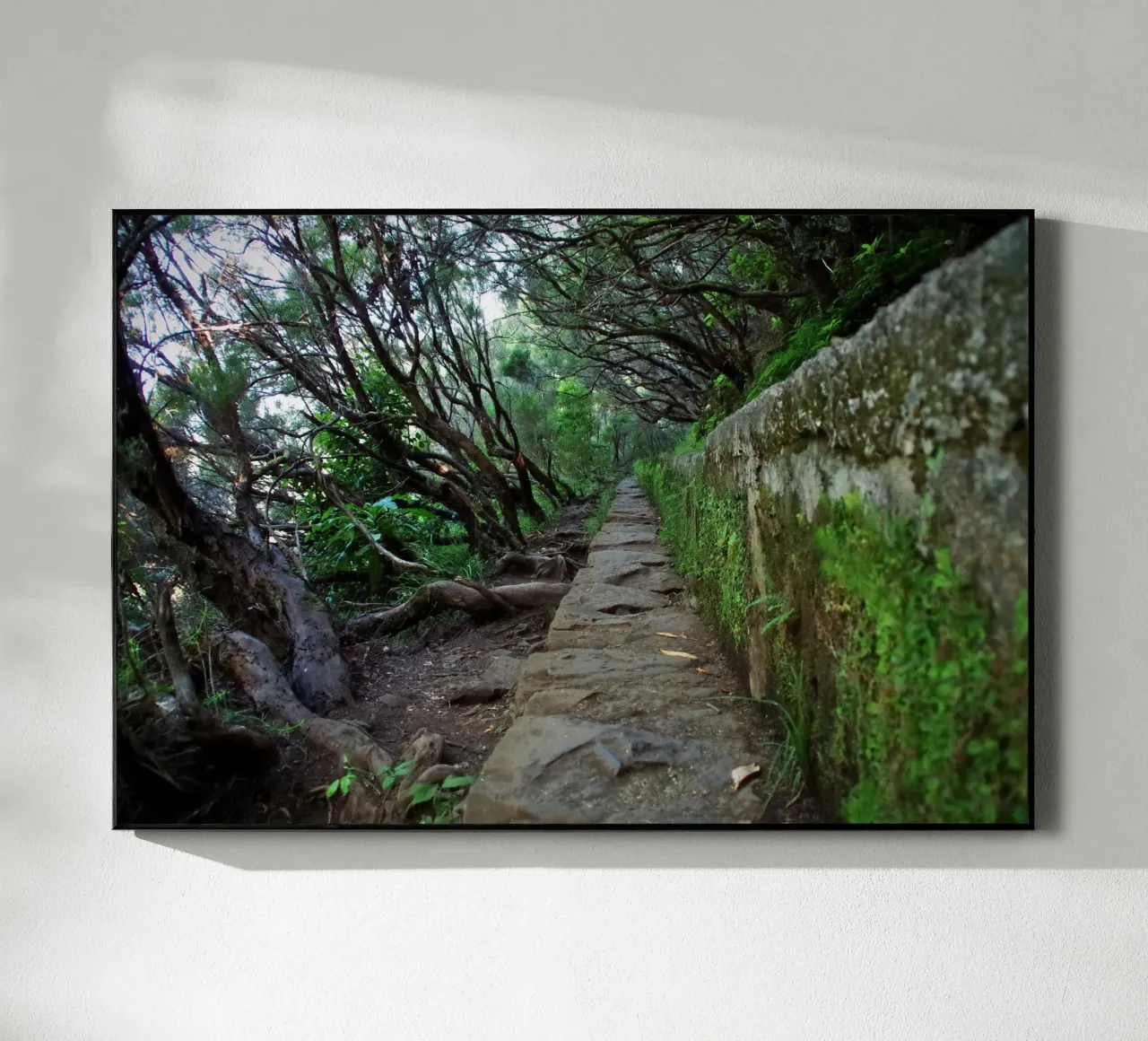 The Ancient Path plexiglass da zenitt