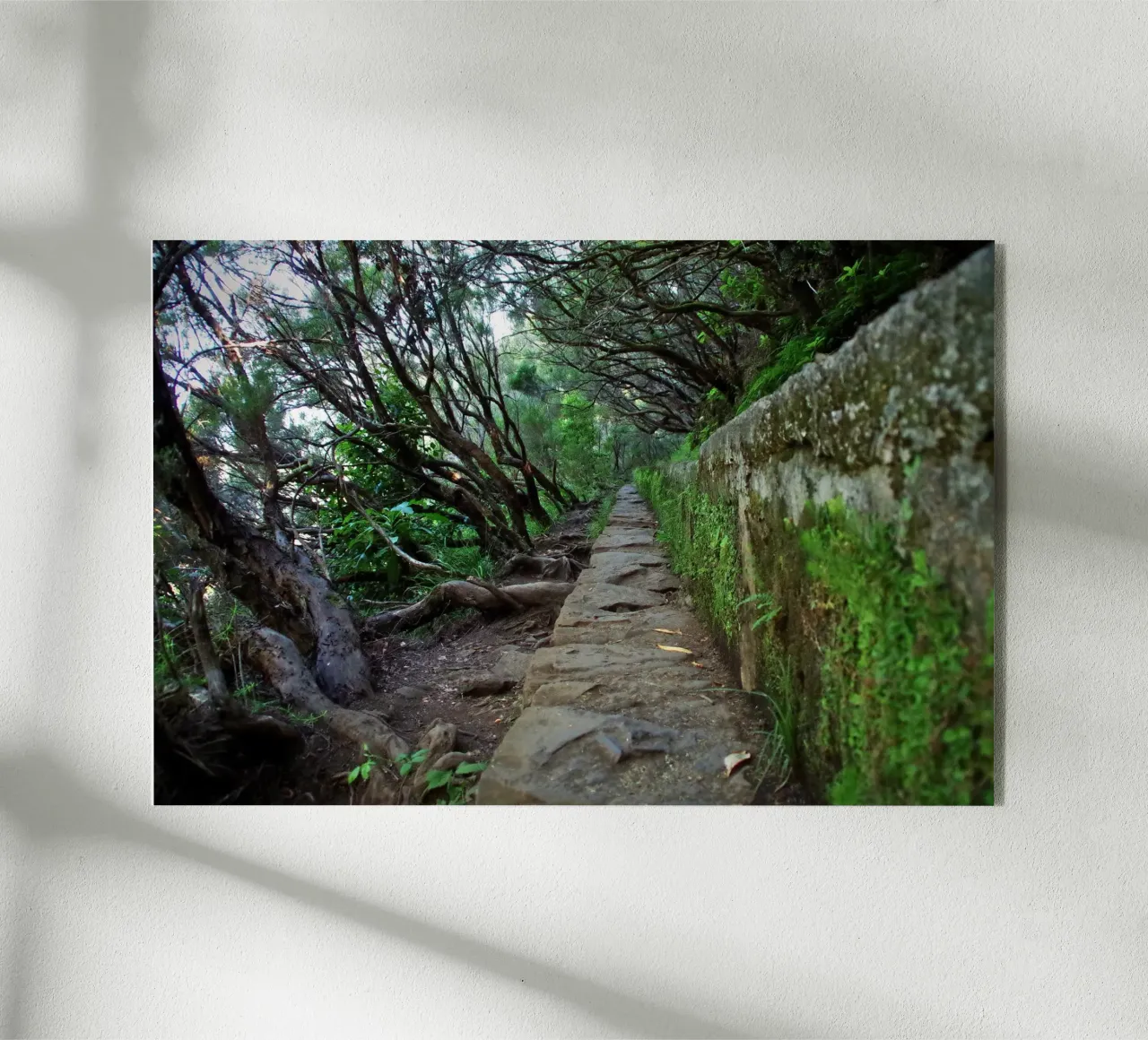 The Ancient Path plexiglass da zenitt