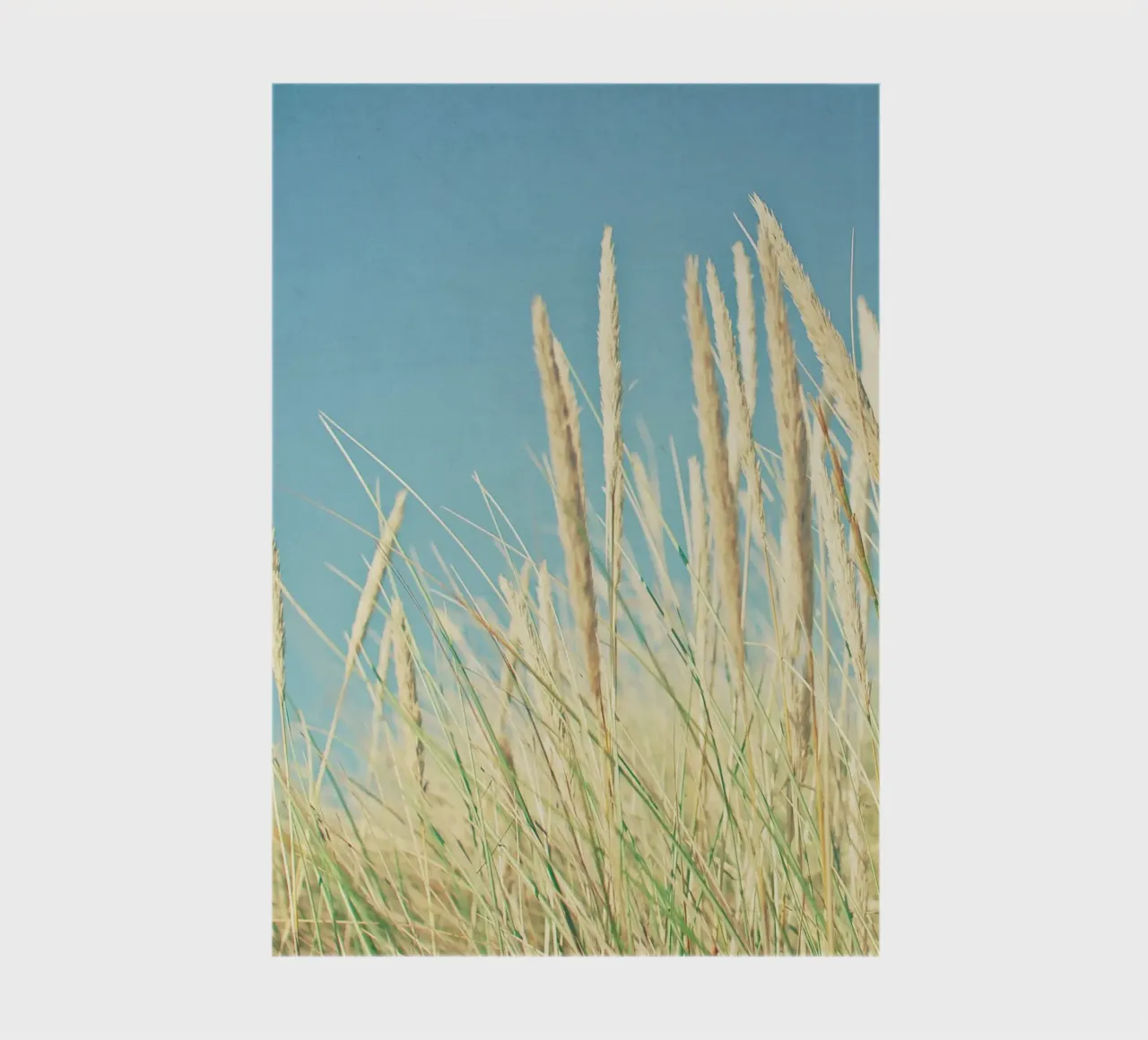 Erba di spiaggia diario da Cassia Beck Photography