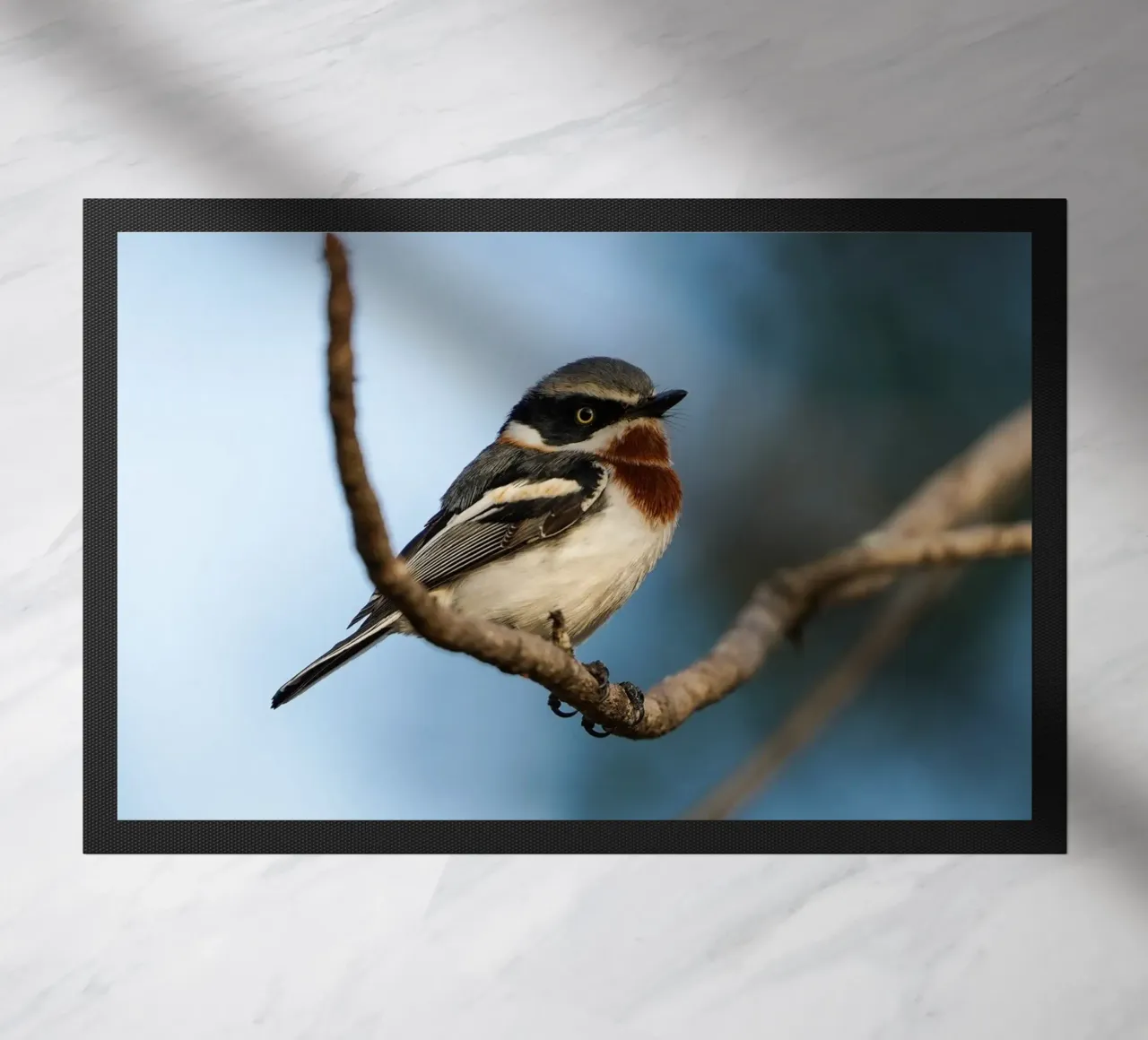 Chinspot Batis zerbino da Tom's Wildlife