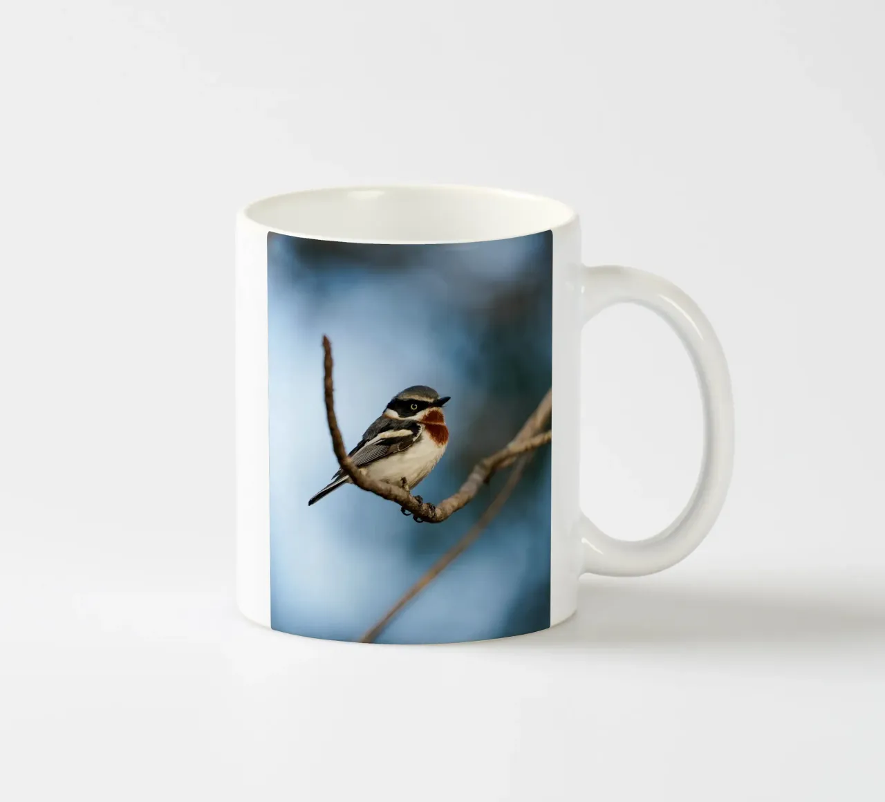 Chinspot Batis tazza in ceramica da Tom's Wildlife
