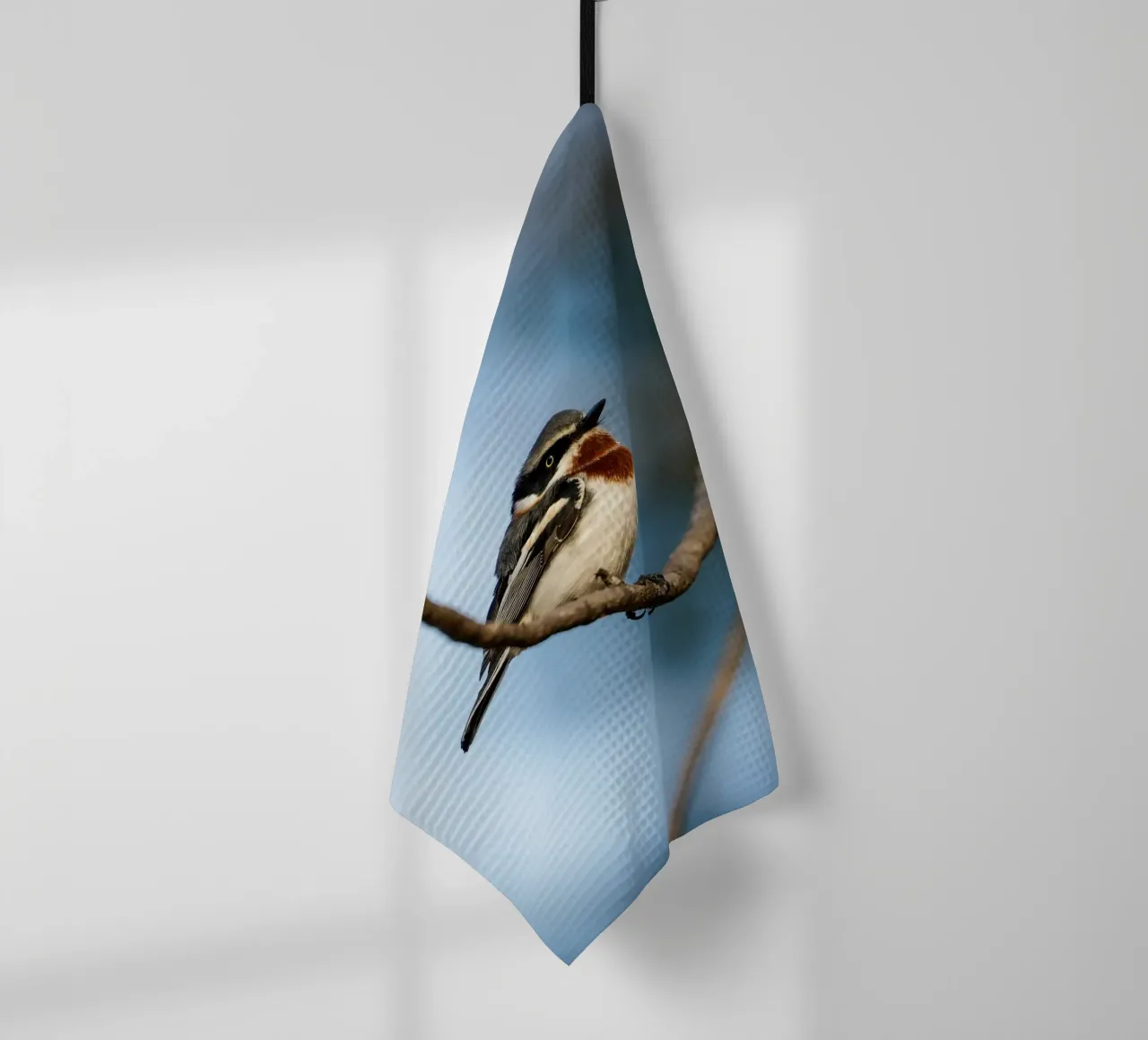 Chinspot Batis canovaccio da cucina da Tom's Wildlife