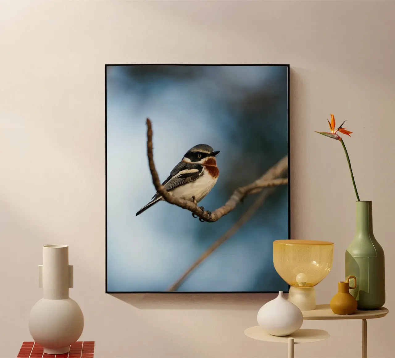 Chinspot Batis plexiglass da Tom's Wildlife