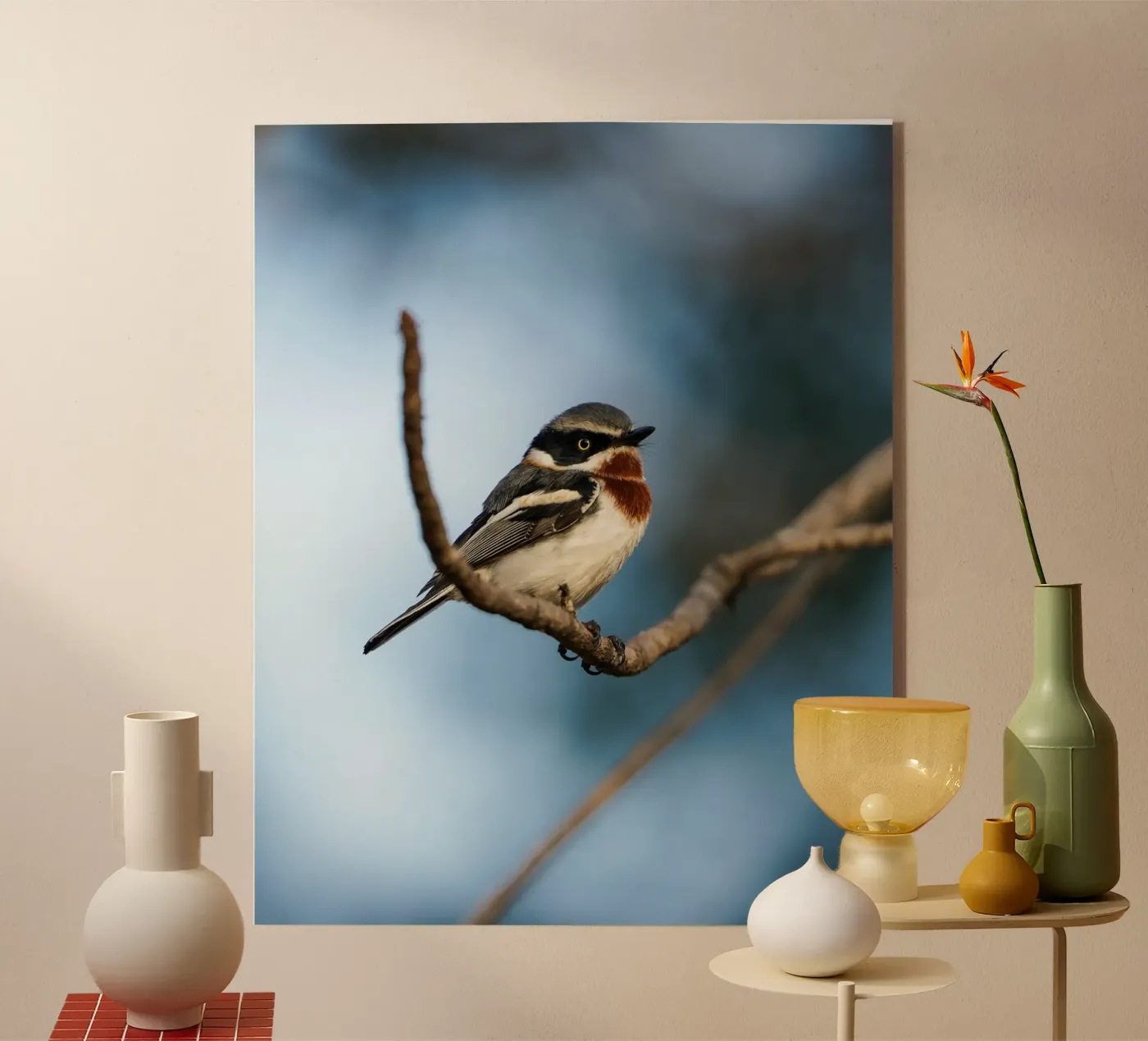 Chinspot Batis acrylic glass by Tom's Wildlife