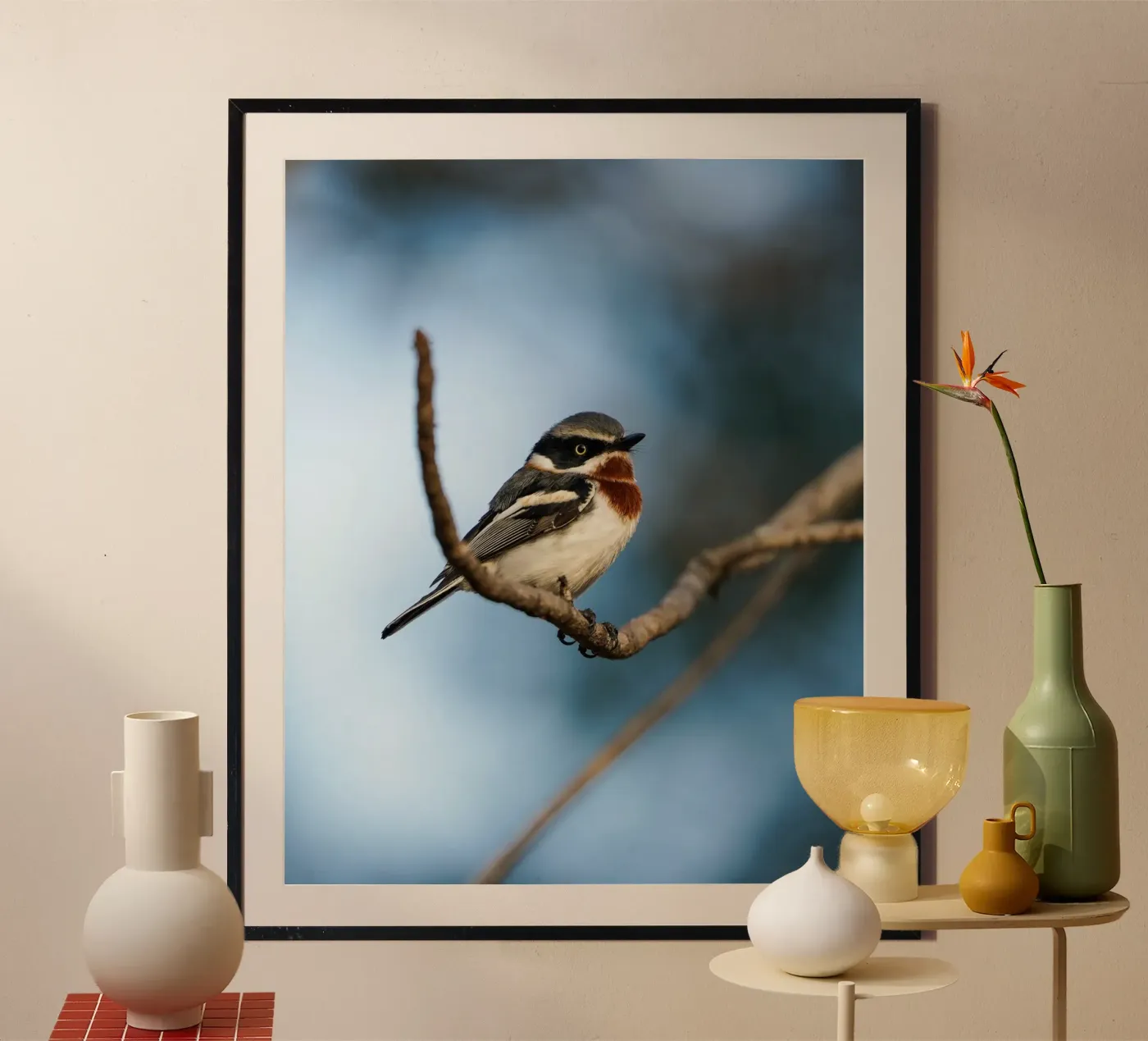Chinspot Batis poster da Tom's Wildlife