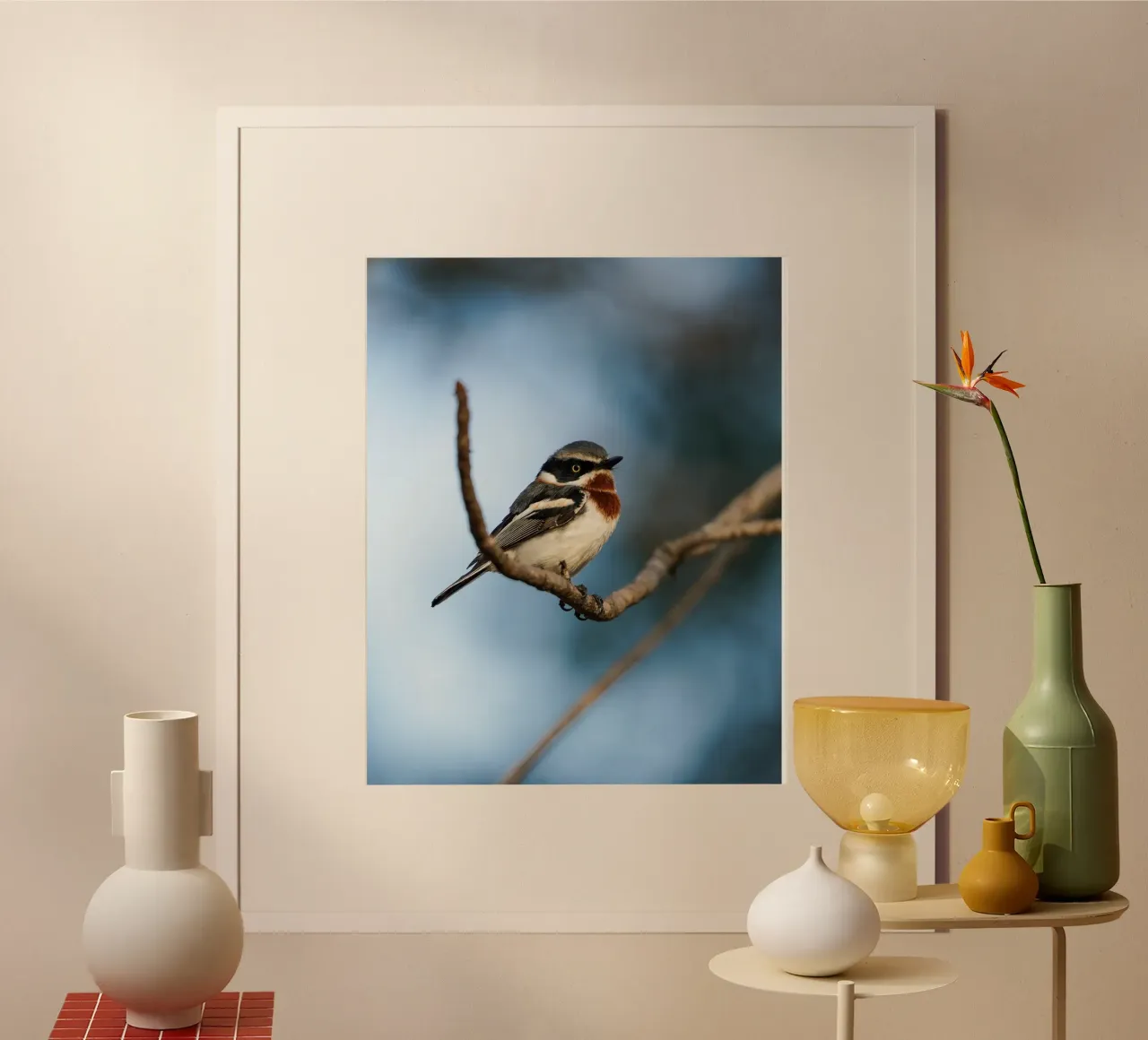 Chinspot Batis carta hahnemühle da Tom's Wildlife