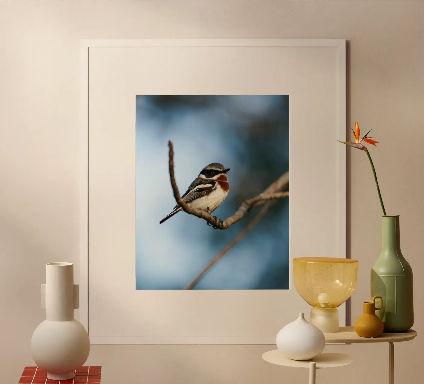 Chinspot Batis poster da Tom's Wildlife