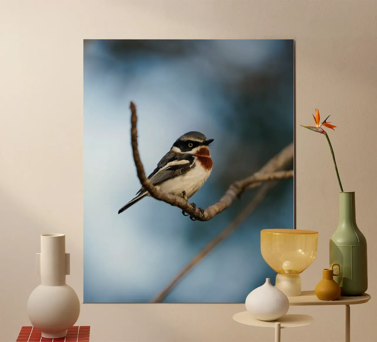 Chinspot Batis carta hahnemühle da Tom's Wildlife