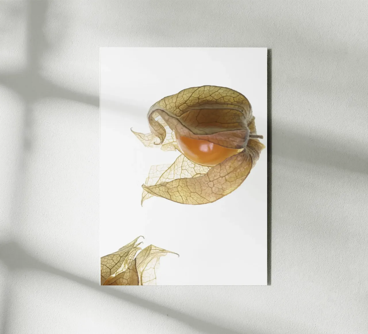 Physalis Gossip 4927 alluminio dibond da DesignDoula Grafik