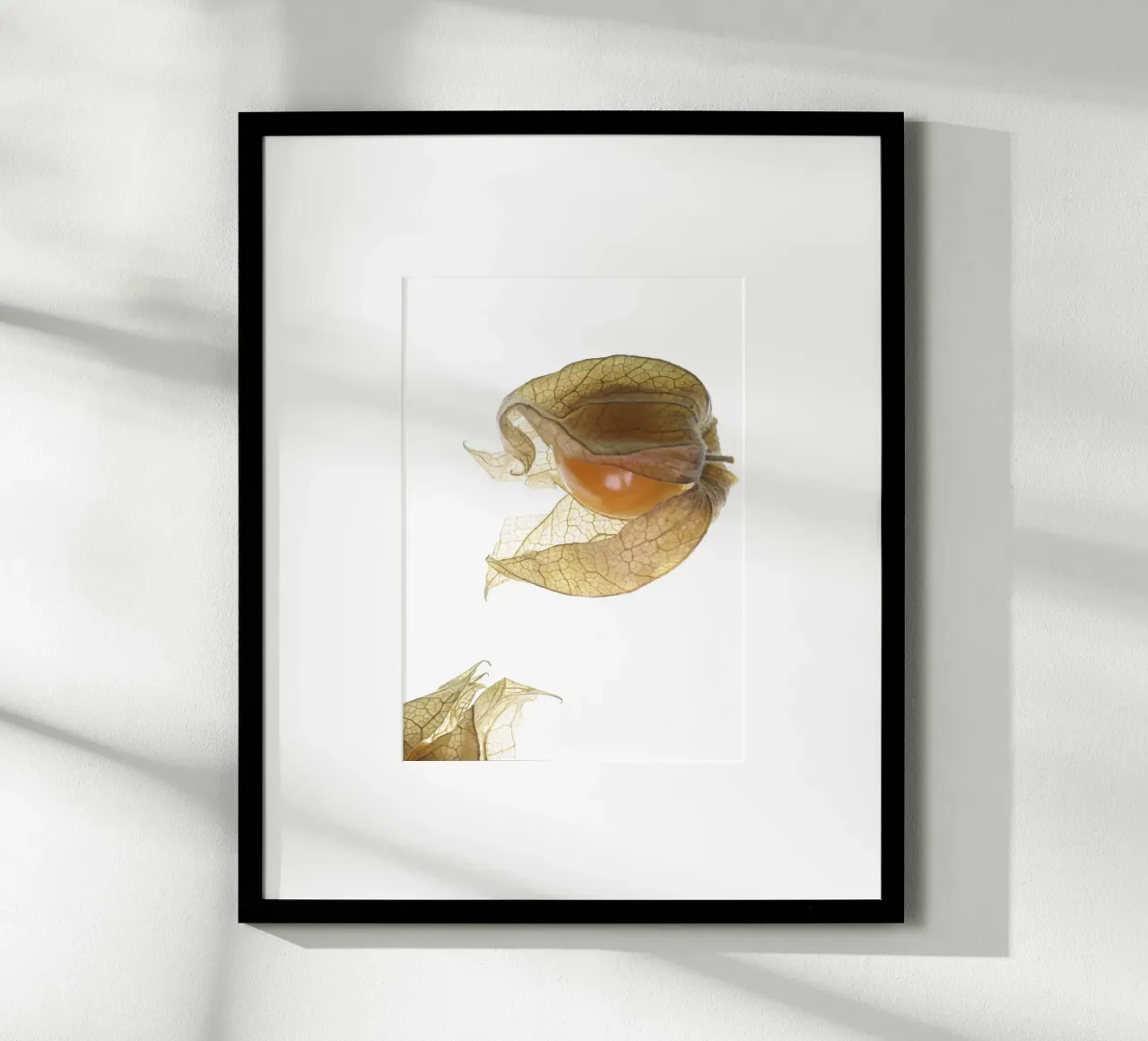 Physalis Gossip 4927 carta hahnemühle da DesignDoula Grafik