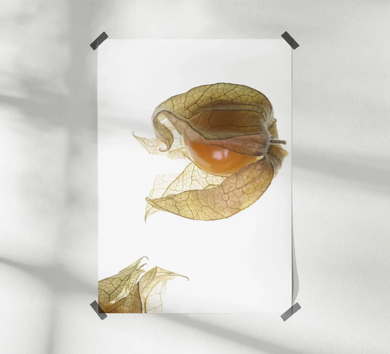 Physalis Gossip 4927 carta hahnemühle da DesignDoula Grafik
