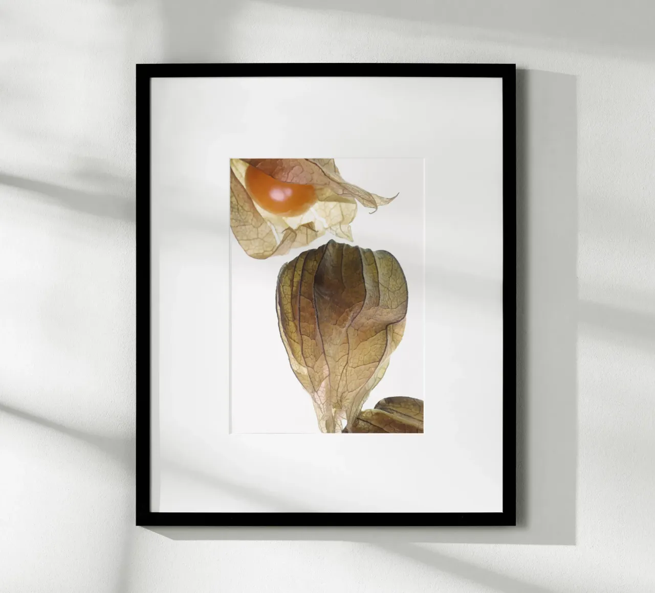 Physalis Gossip 4945 carta hahnemühle da DesignDoula Grafik