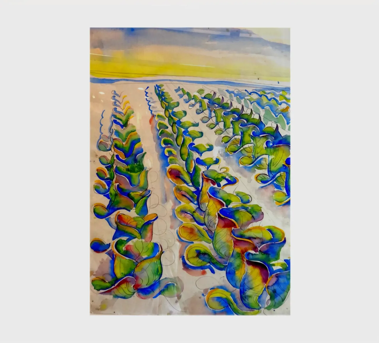Rows of Cabbages notebook by Damian Jackson