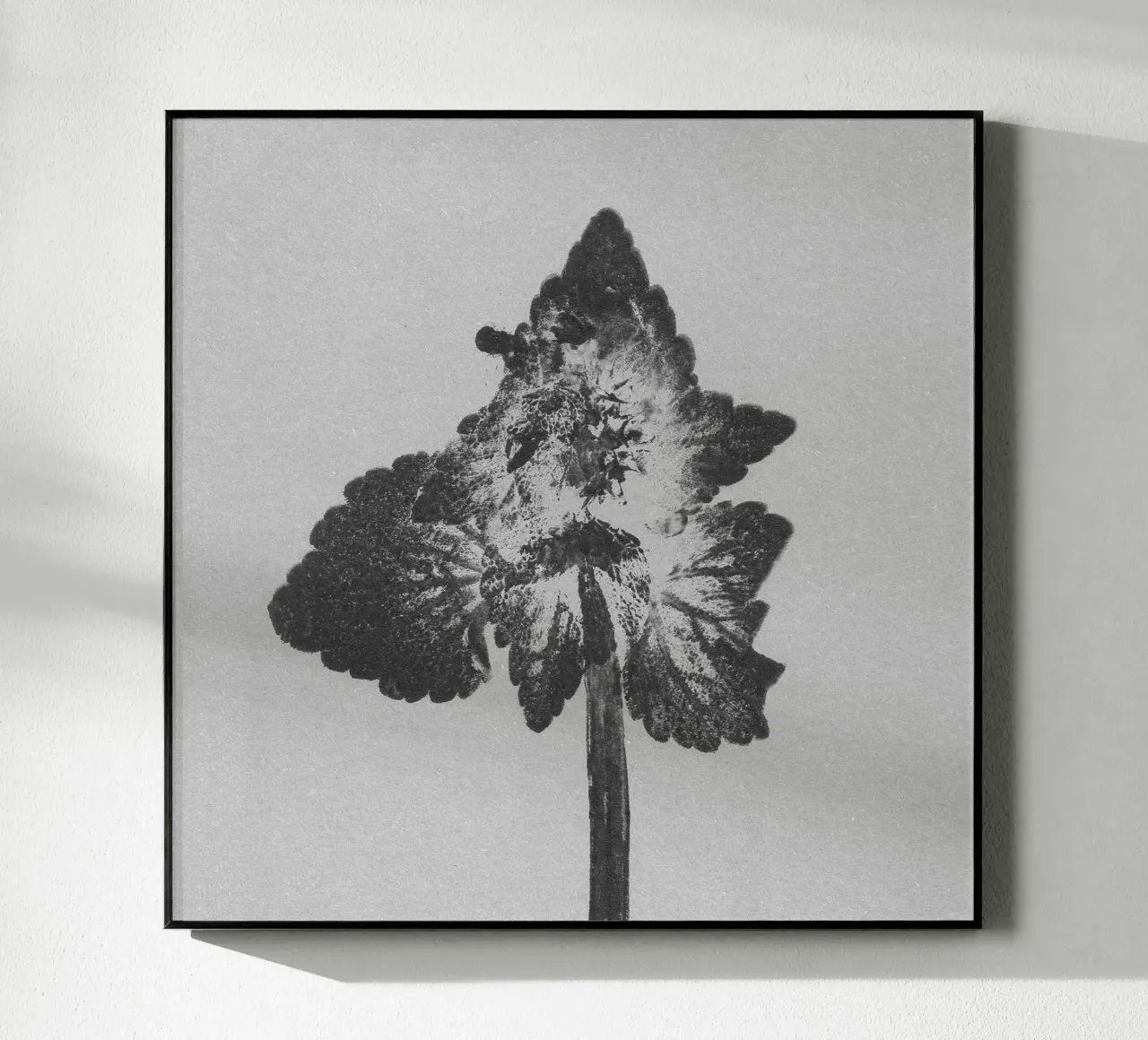Impressioni botaniche | Lamium purpureum v4 plexiglass da Ivona Maris