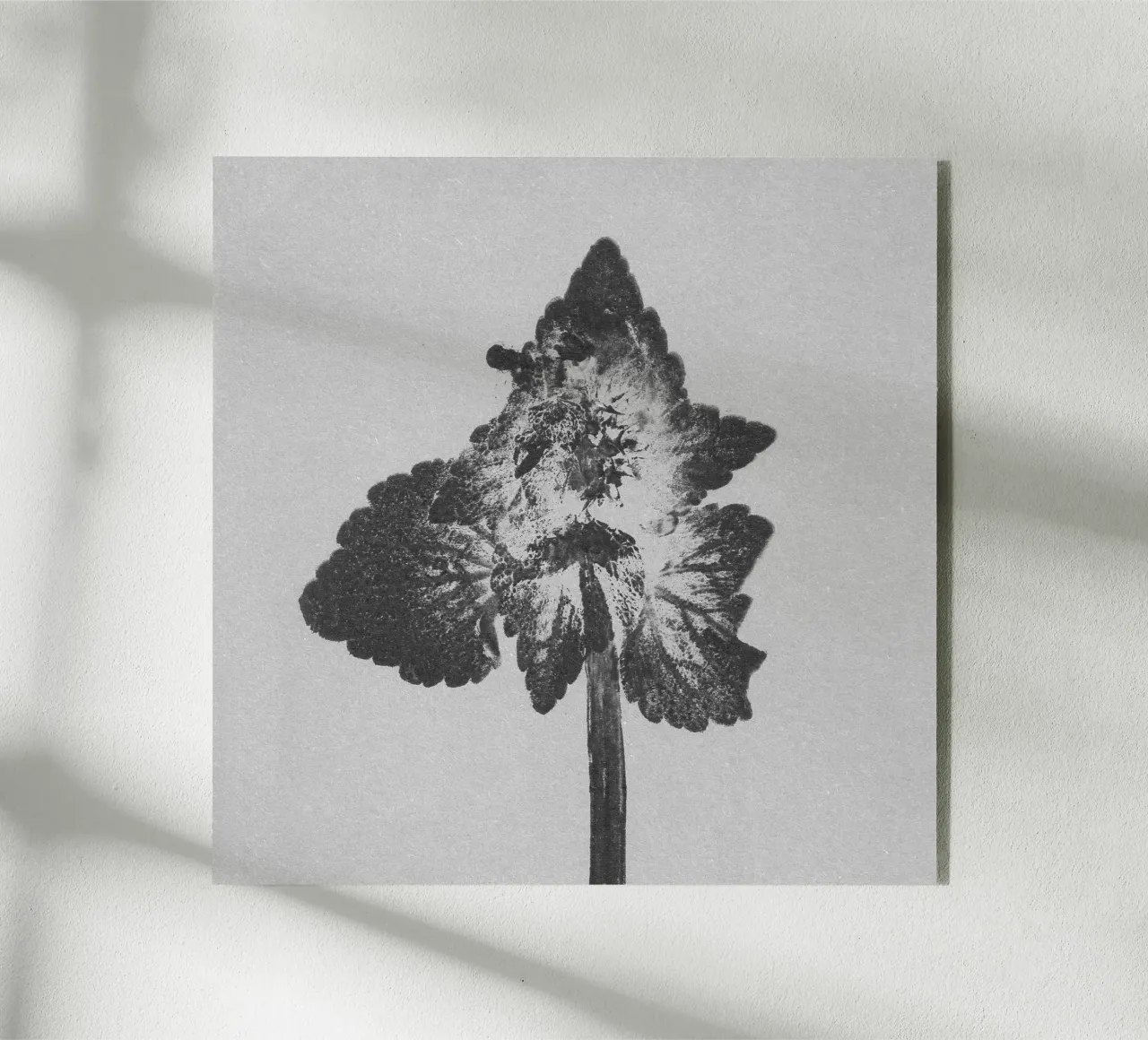 Impressioni botaniche | Lamium purpureum v4 plexiglass da Ivona Maris