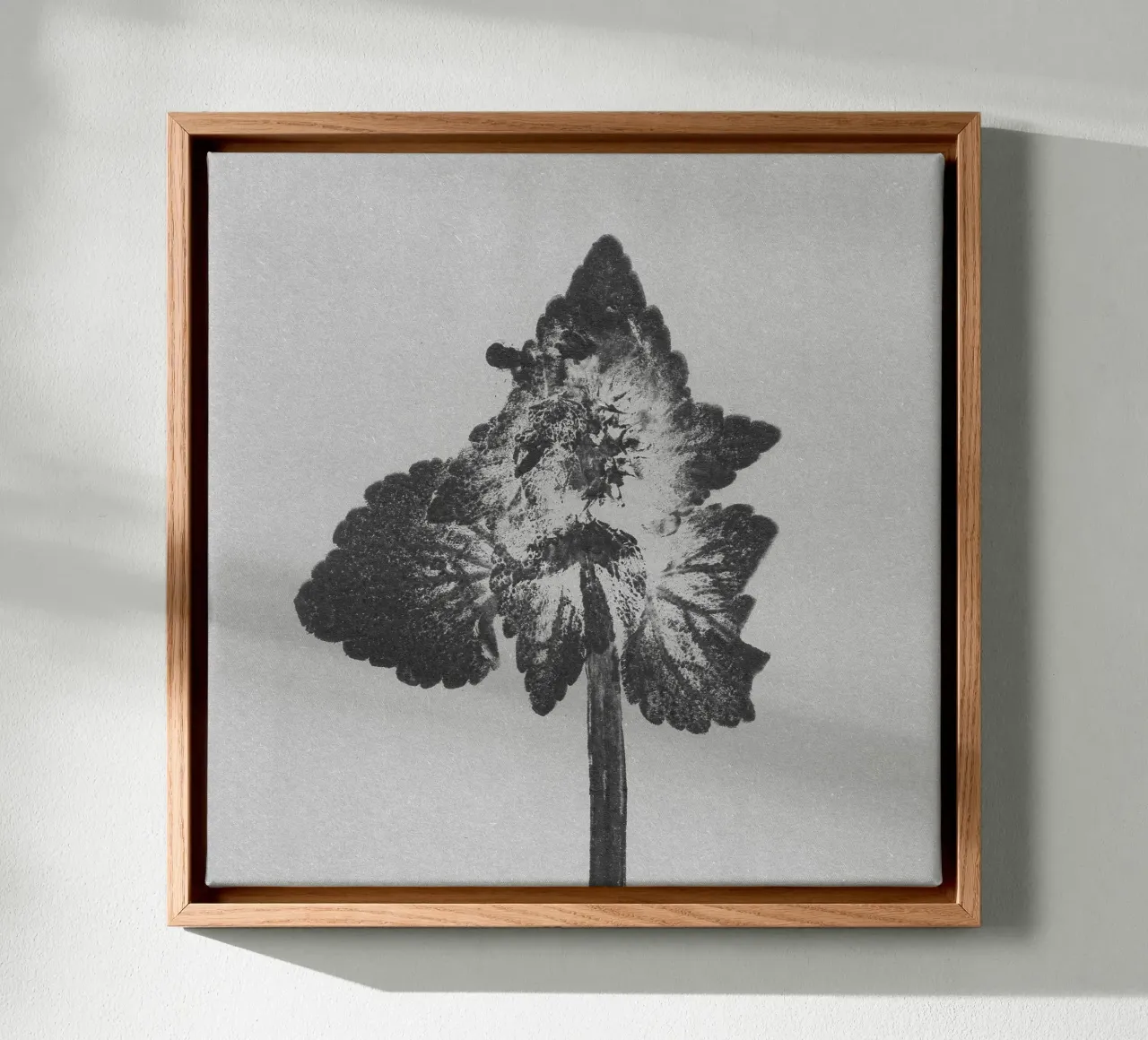 Impressioni botaniche | Lamium purpureum v4 tela con Cornice a cassetta da Ivona Maris