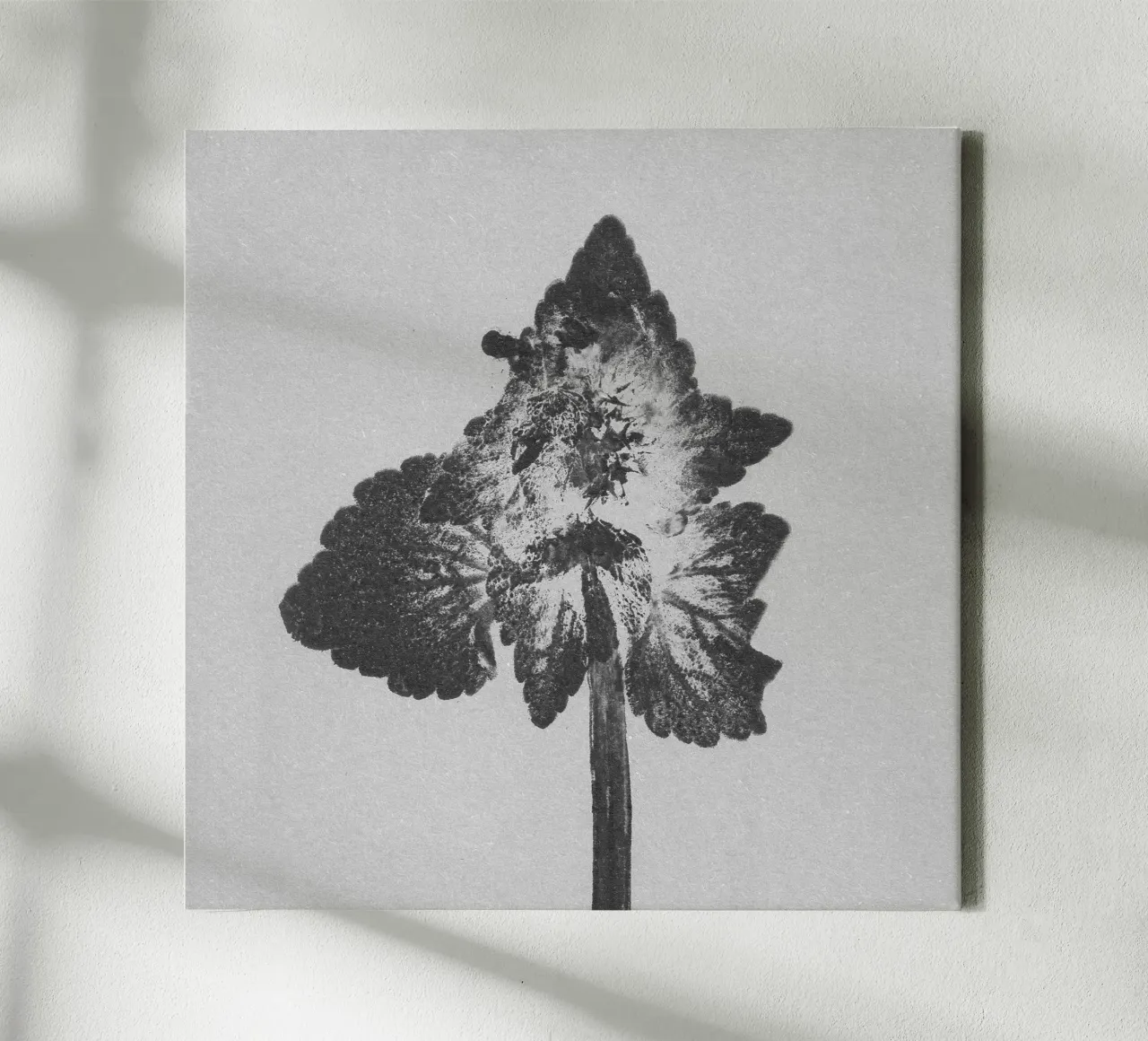 Impressioni botaniche | Lamium purpureum v4 tela con Cornice a cassetta da Ivona Maris