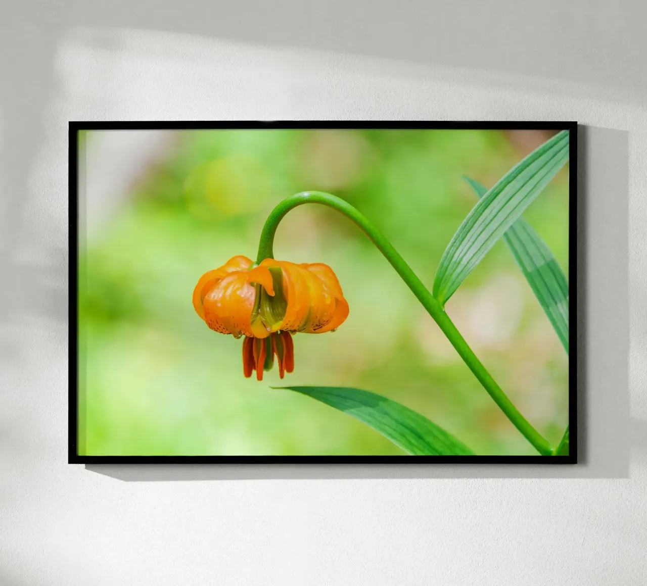 Orange Lily Drop poster with wooden frame by Bold Blooms