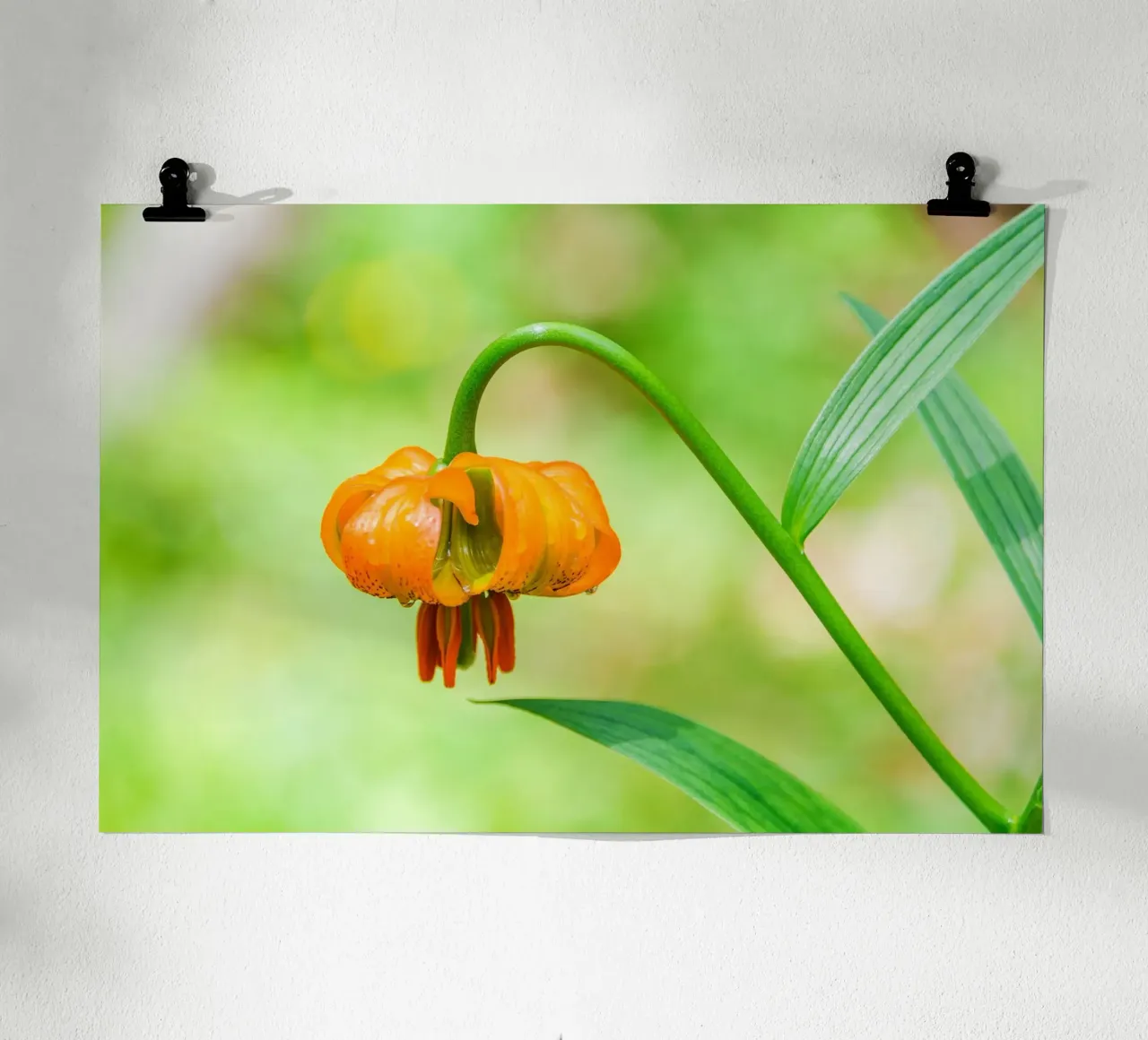 Orange Lily Drop poster with wooden frame by Bold Blooms