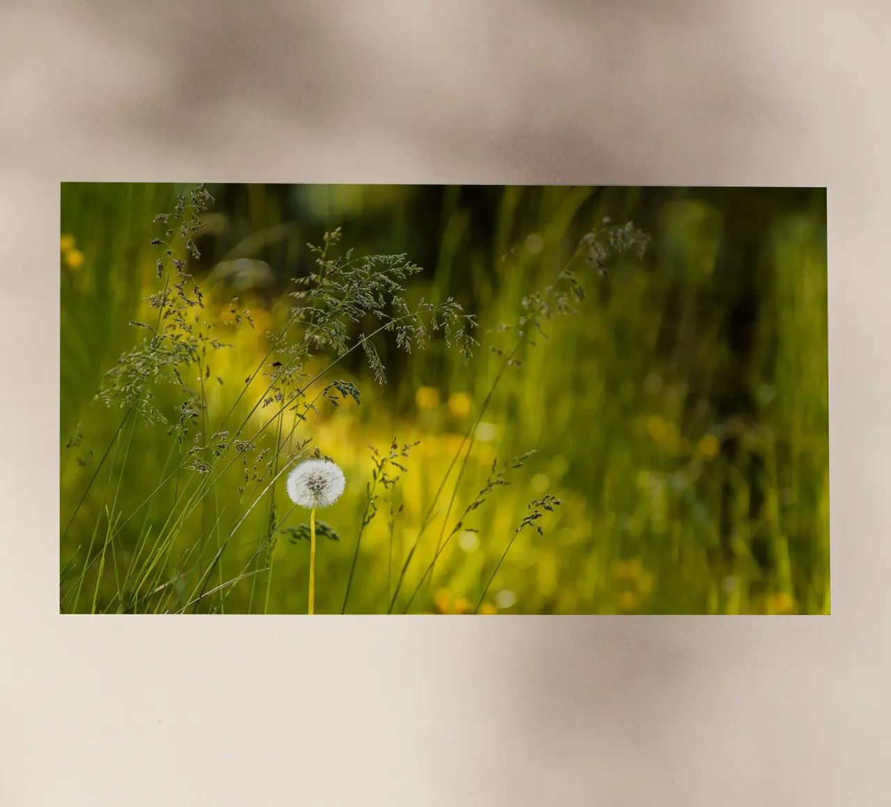Sussurri di un dente di leone pellicola backlit da Bold Blooms
