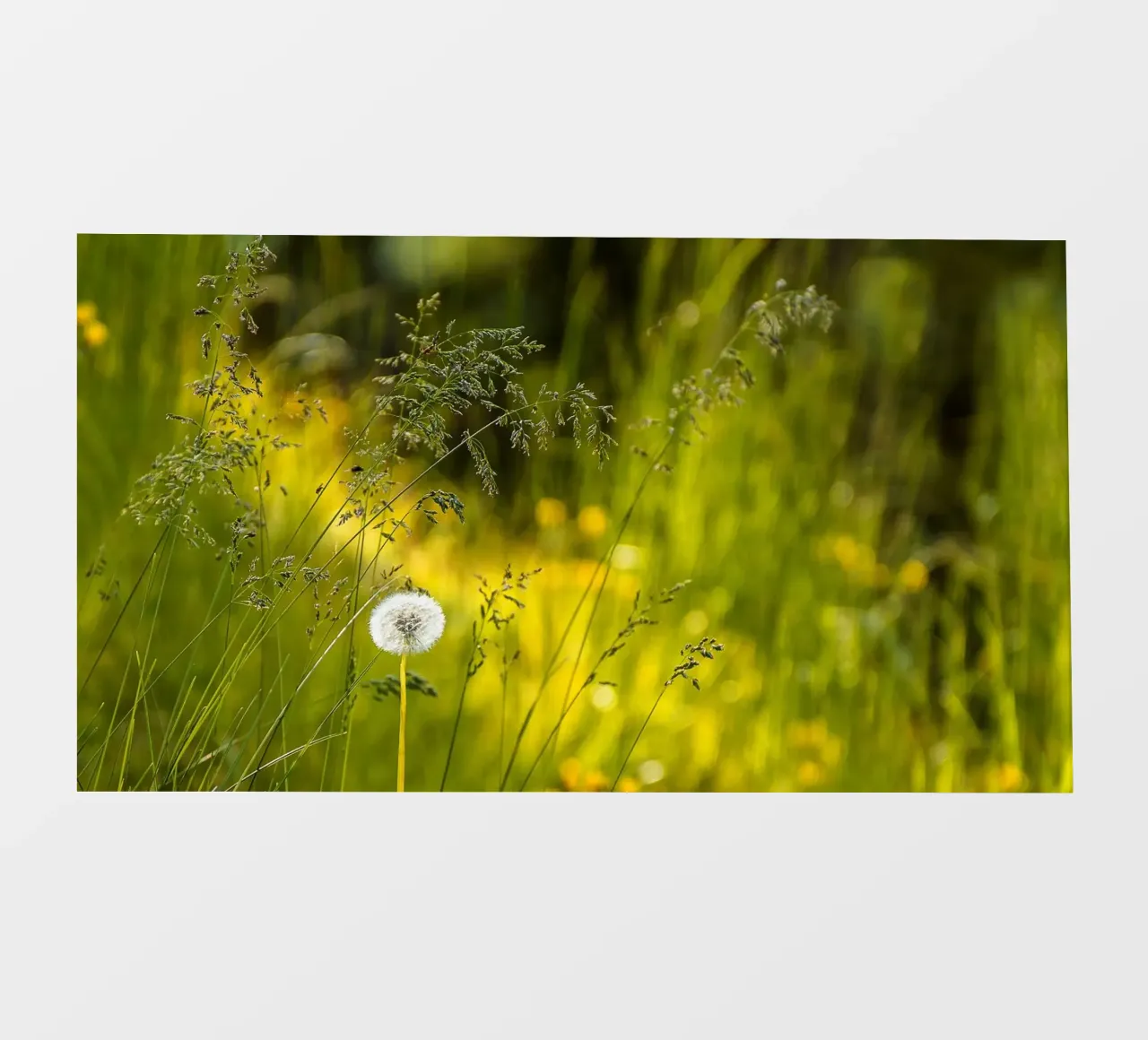 Sussurri di un dente di leone telo in pvc da Bold Blooms