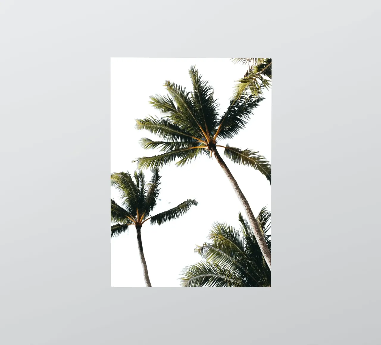Vibrante Palmeras Tropical Cielo Blanco Arte pegatina de dawnthesea