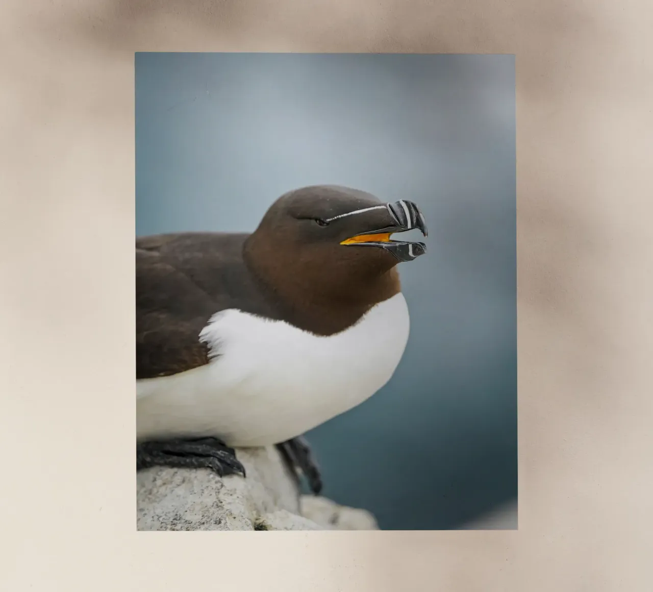 Razorbill pellicola backlit da Tom's Wildlife