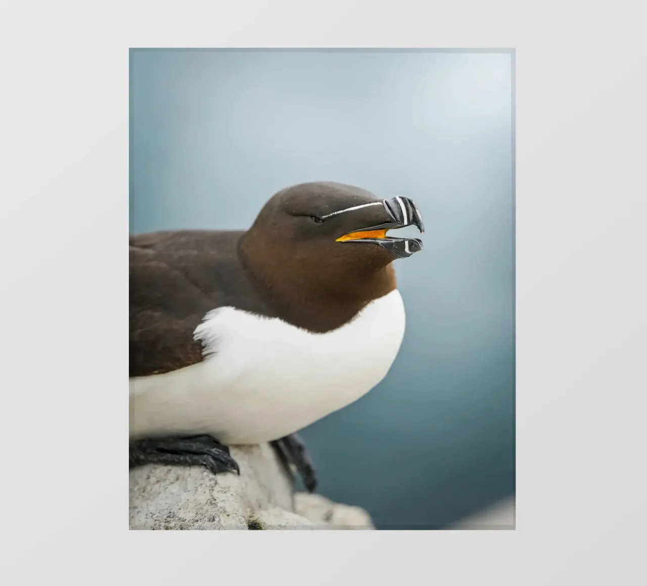 Razorbill pellicola backlit da Tom's Wildlife