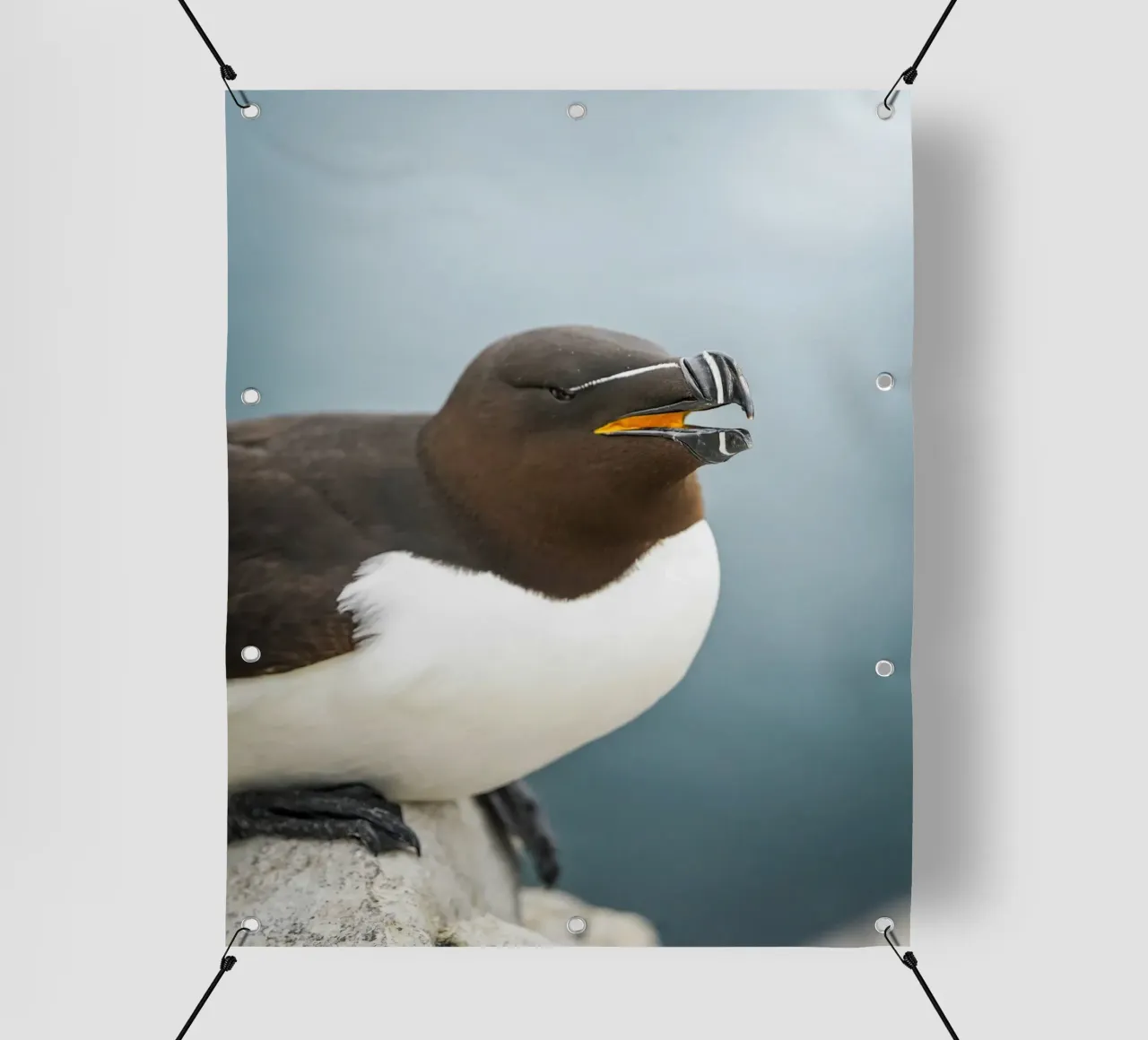 Razorbill telo in pvc da Tom's Wildlife