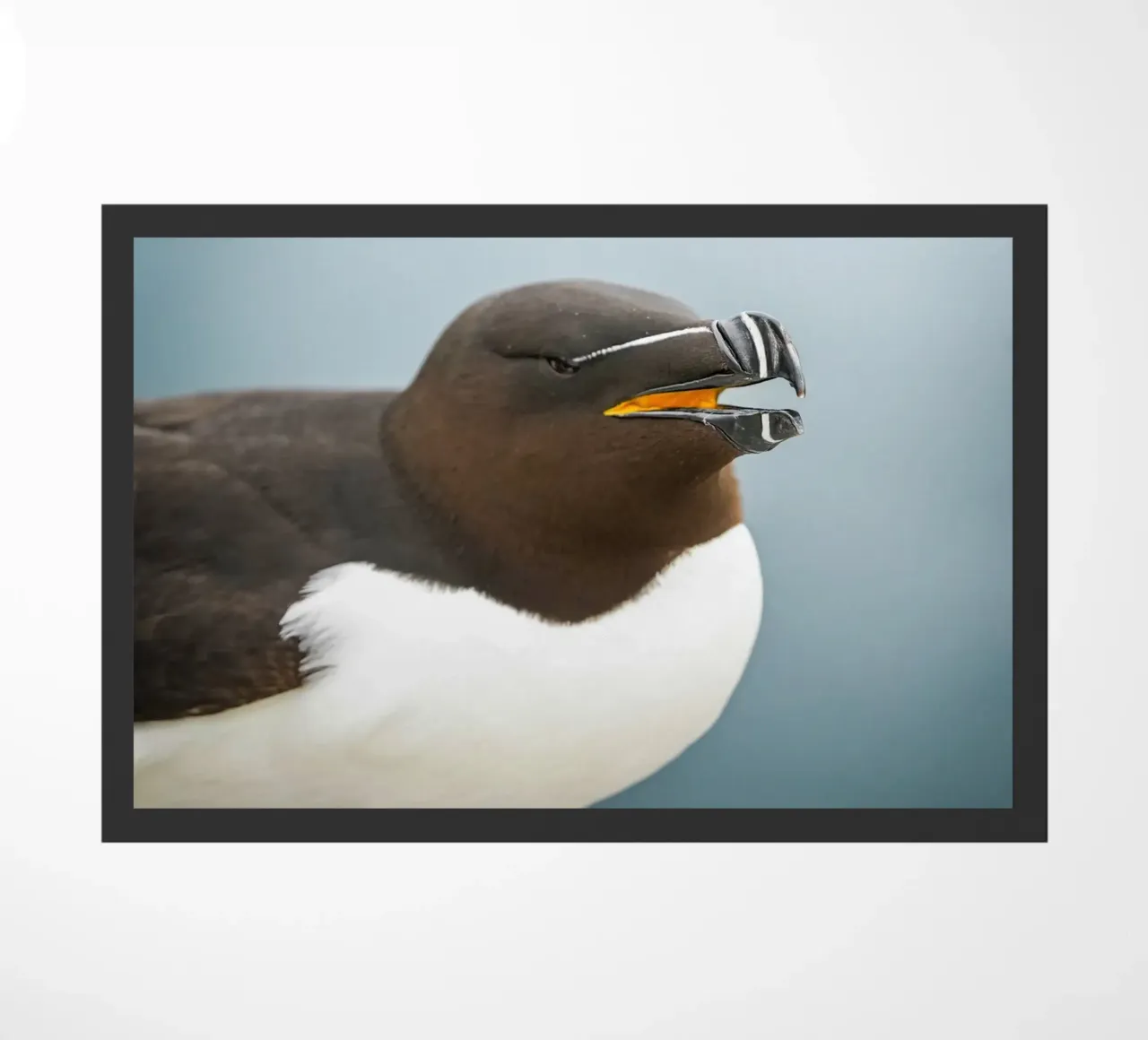 Razorbill zerbino da Tom's Wildlife