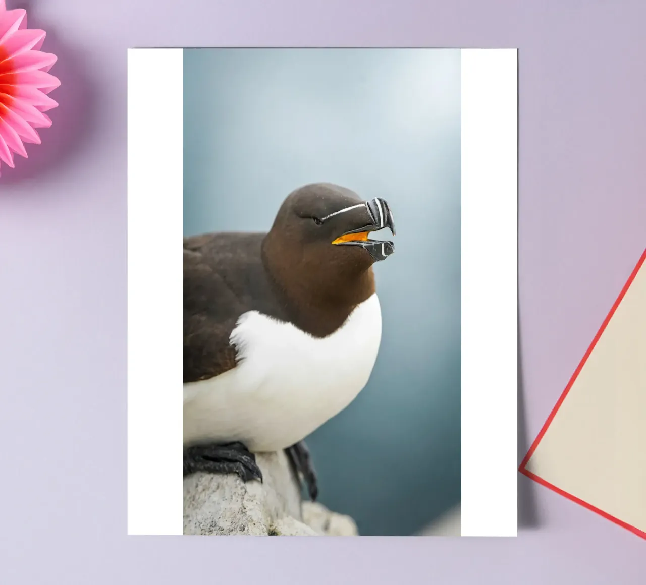 Razorbill sticker sheet by Tom's Wildlife