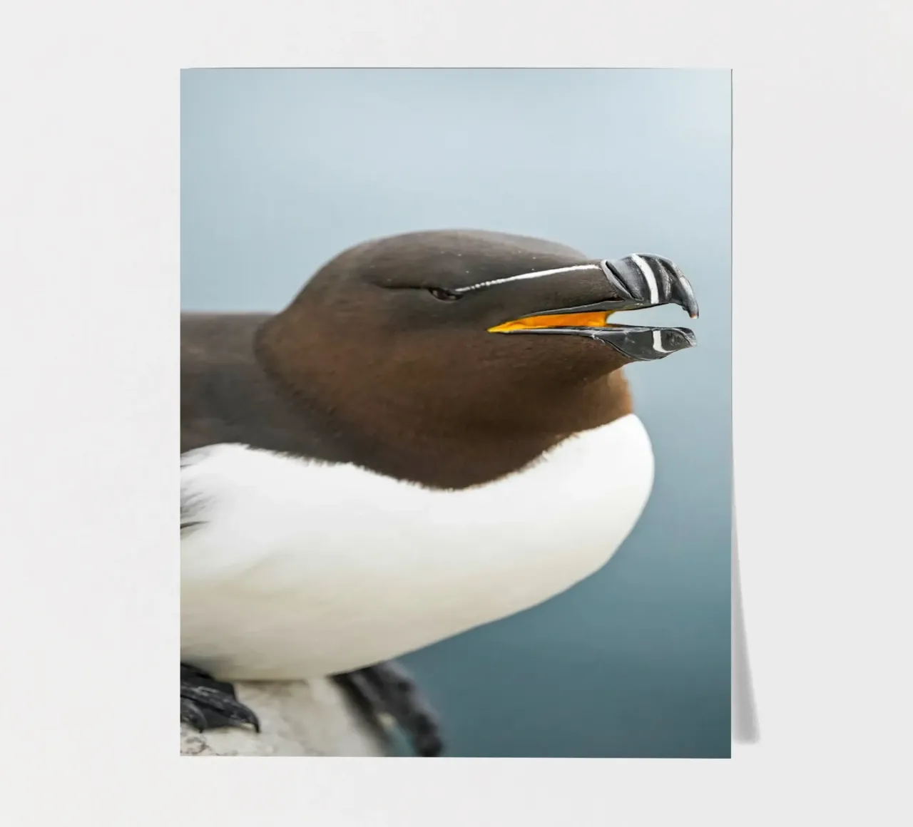 Razorbill sticker sheet by Tom's Wildlife