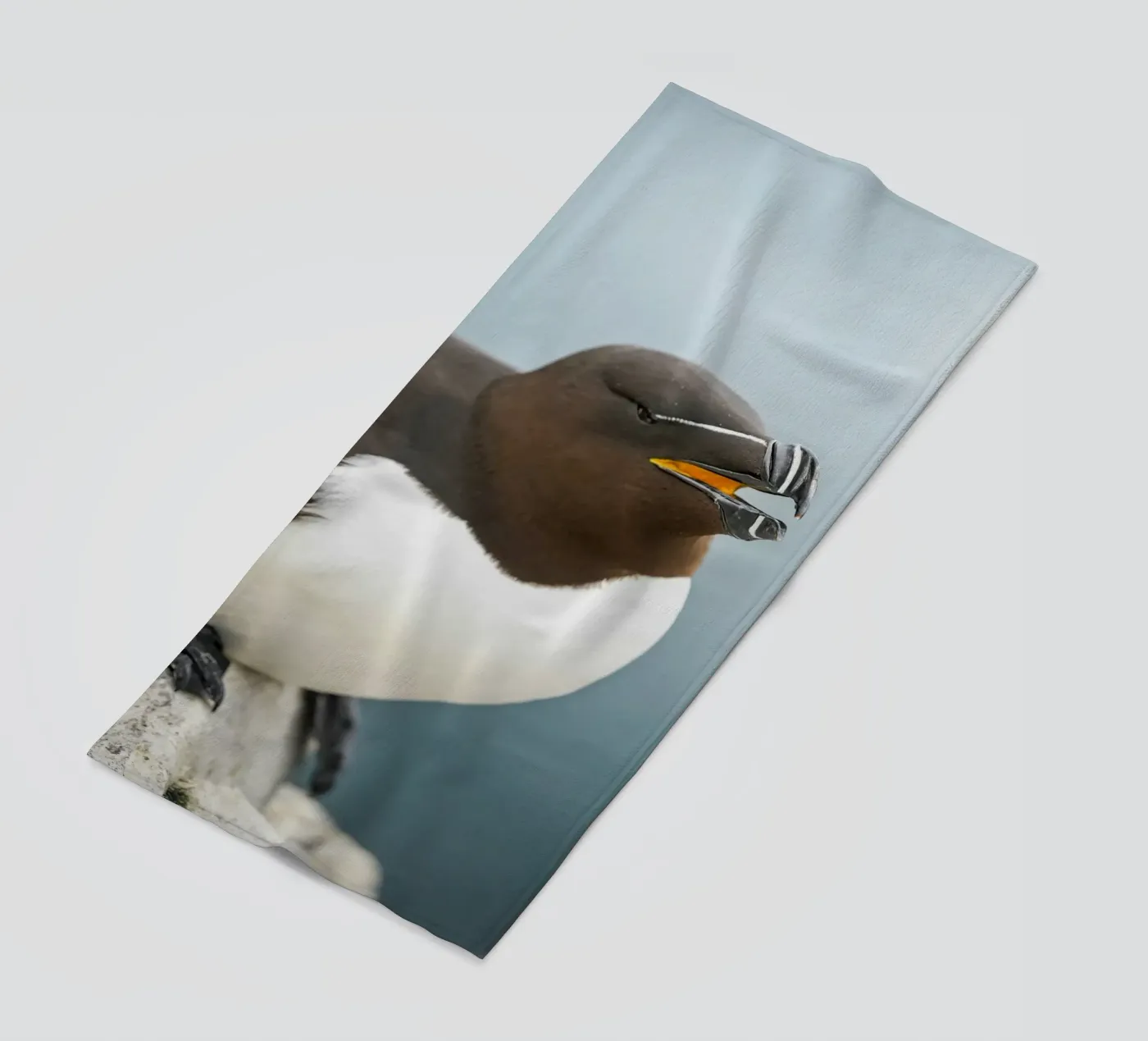 Razorbill telo mare da Tom's Wildlife