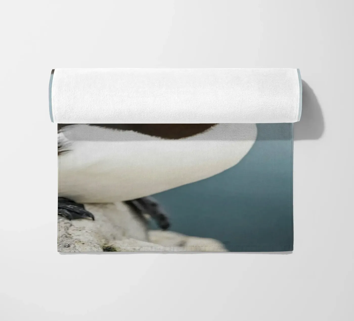 Razorbill telo mare da Tom's Wildlife