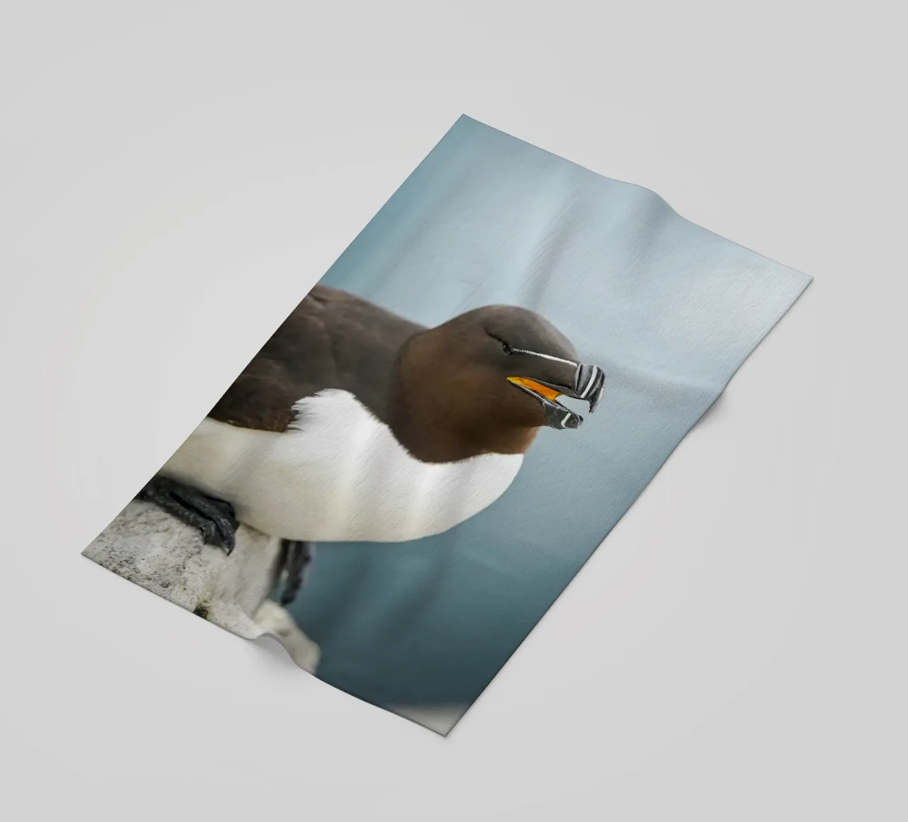 Razorbill telo mare da Tom's Wildlife