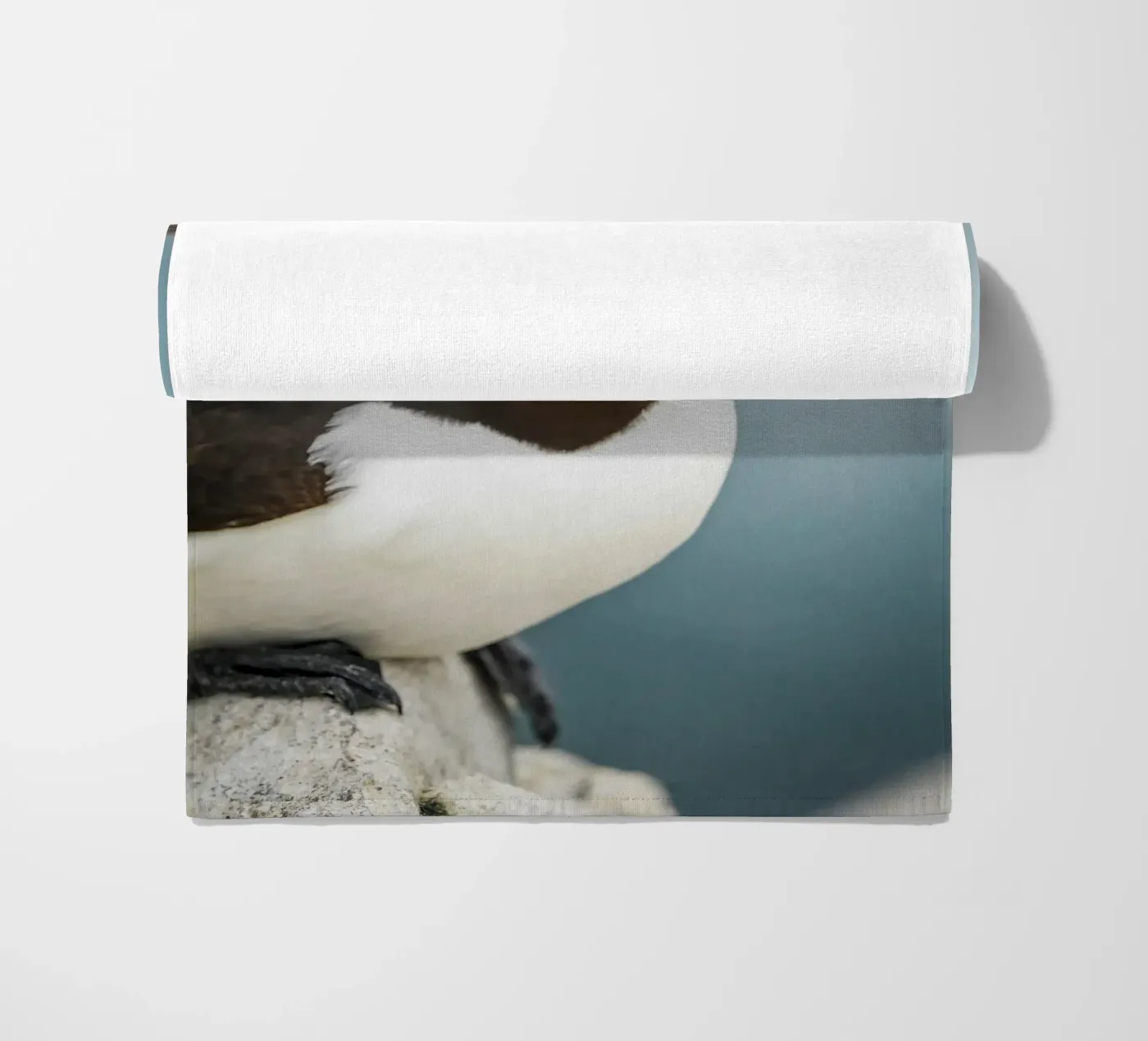 Razorbill telo mare da Tom's Wildlife