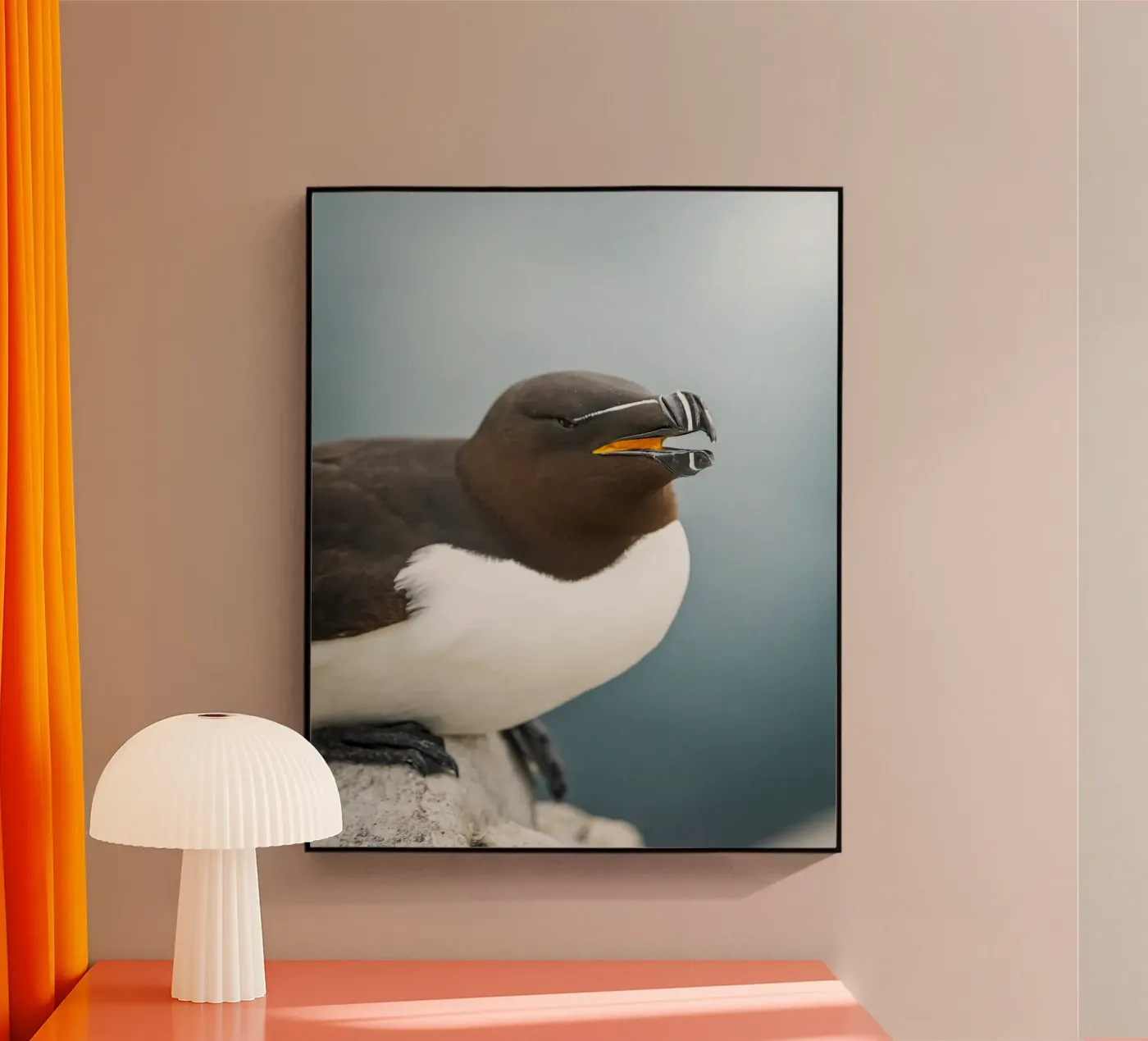 Razorbill plexiglass da Tom's Wildlife