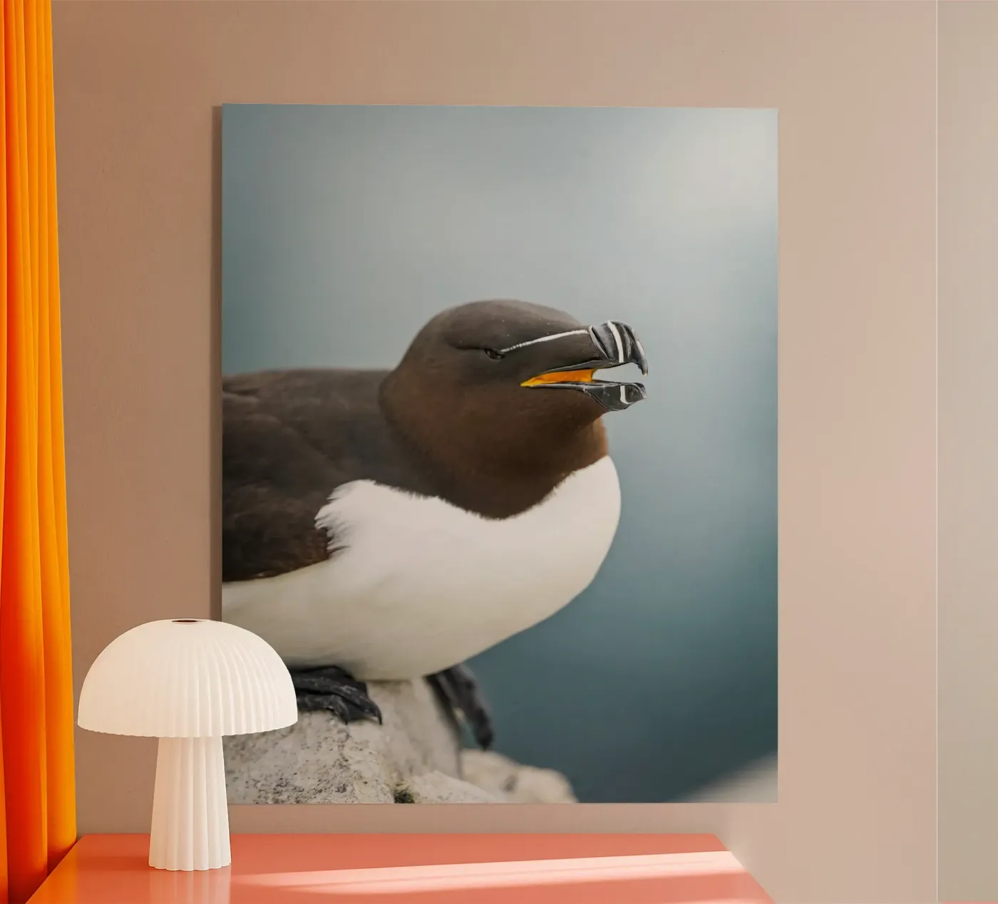 Razorbill plexiglass da Tom's Wildlife