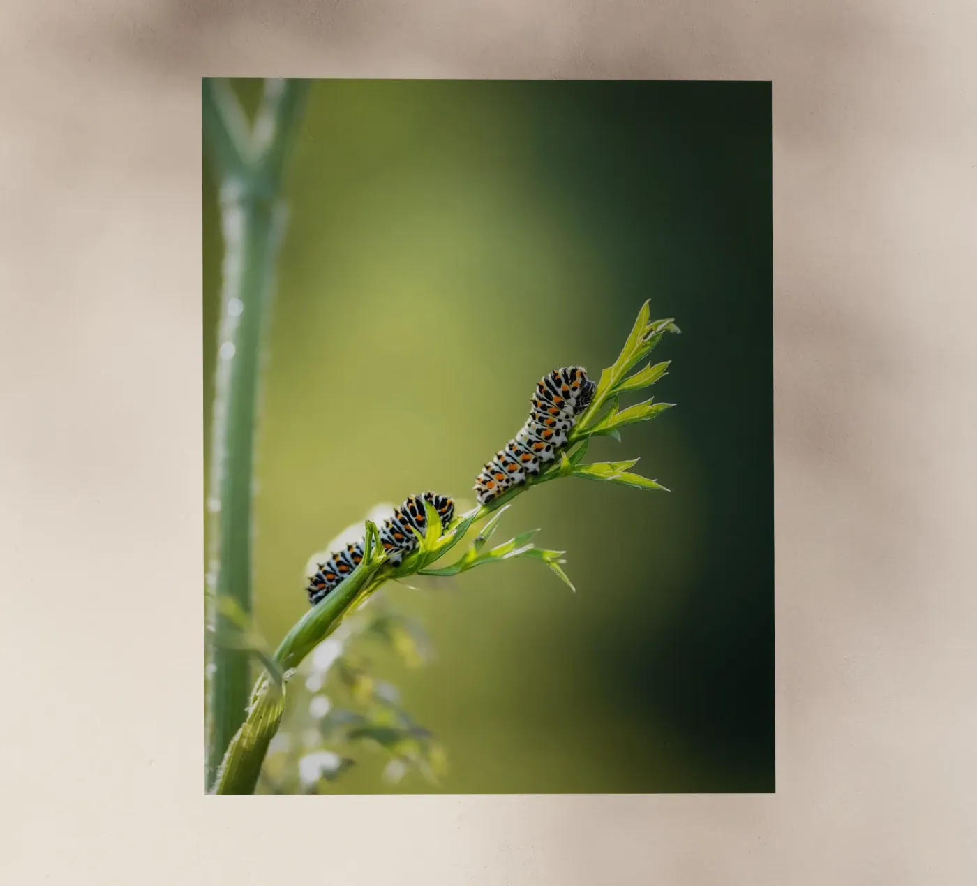 Bruco pellicola backlit da Tom's Wildlife