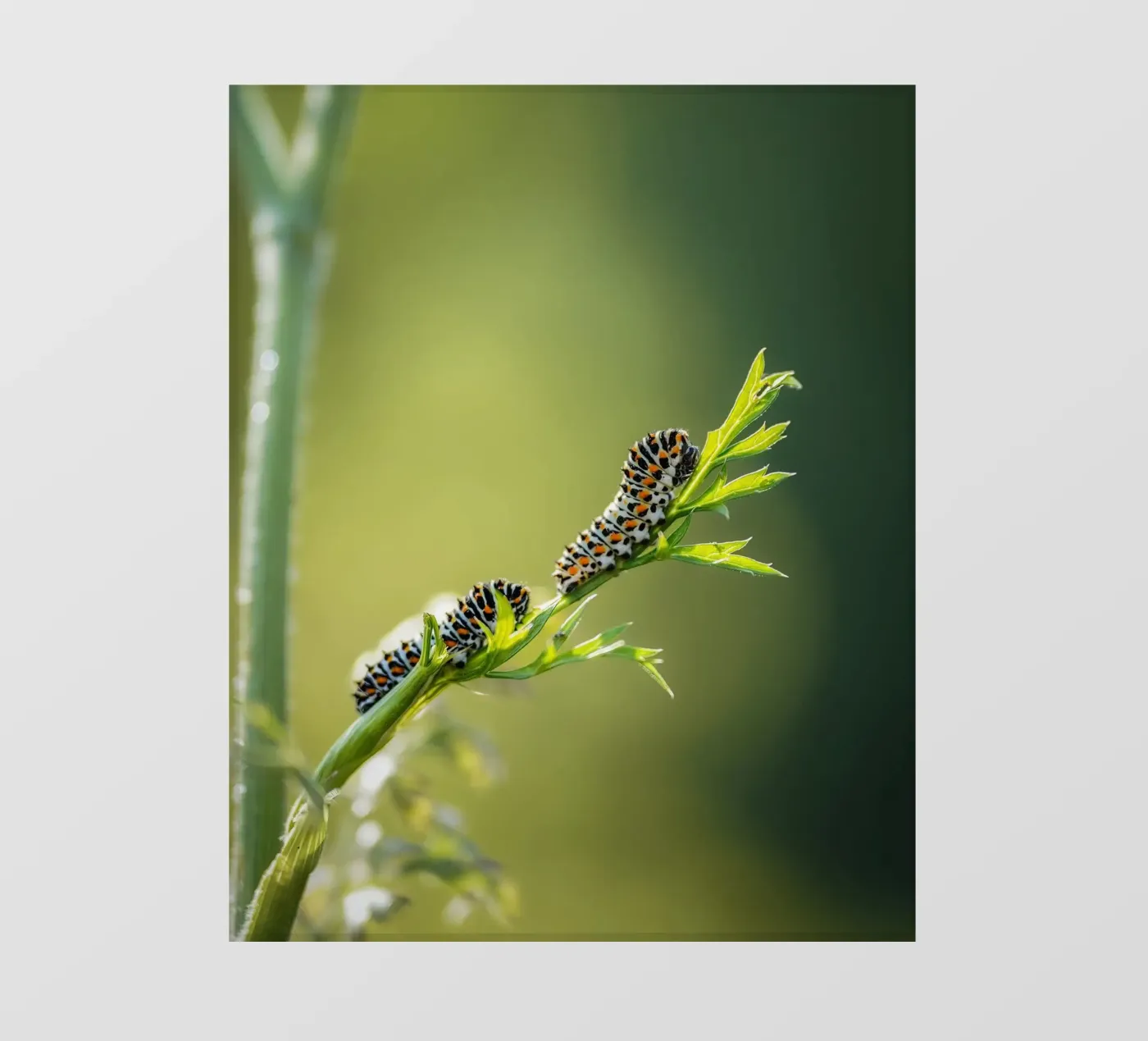 Bruco pellicola backlit da Tom's Wildlife
